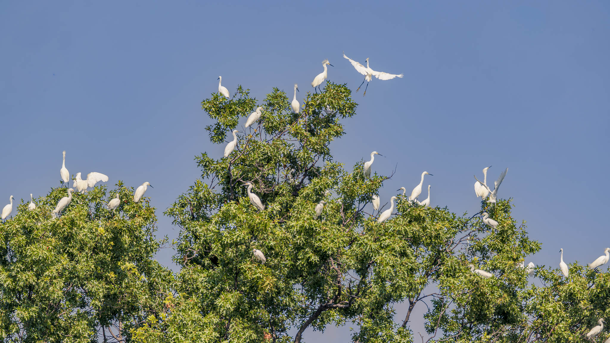 Great Egrets - Treetop Gathering