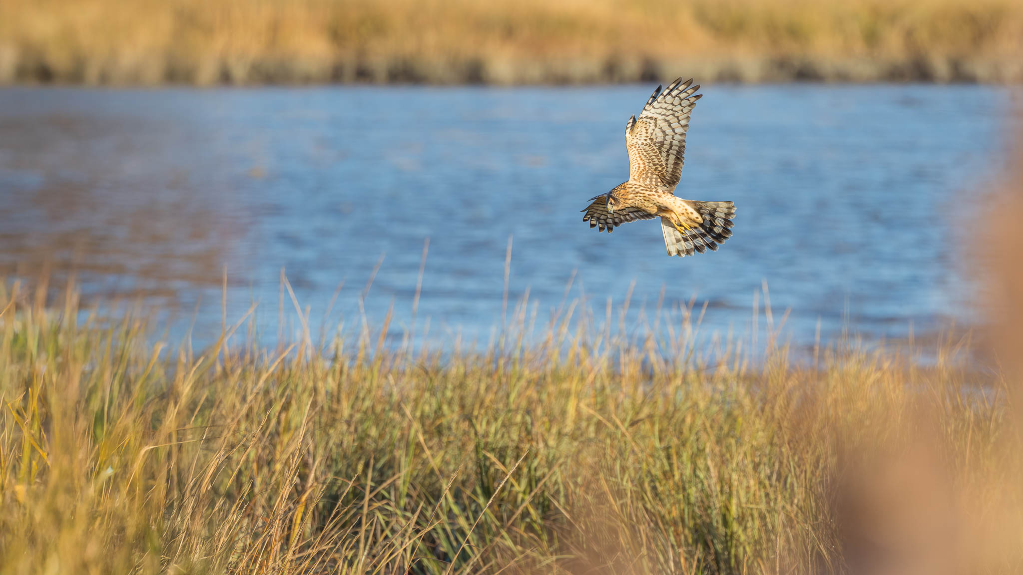 Northern Harrier - The Marsh Hunter