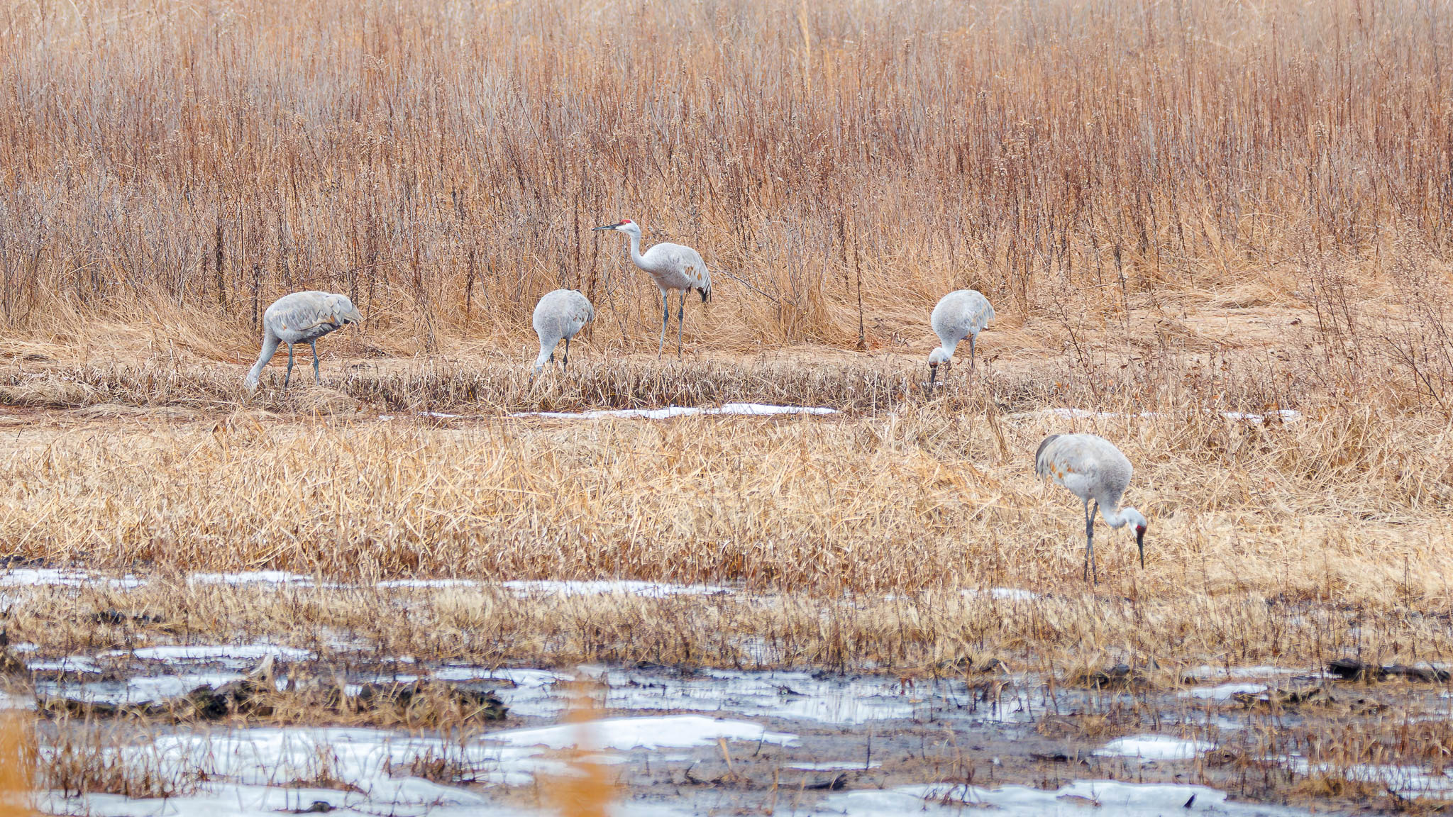 Sandhill Cranes - A Winter Migration Stop Over