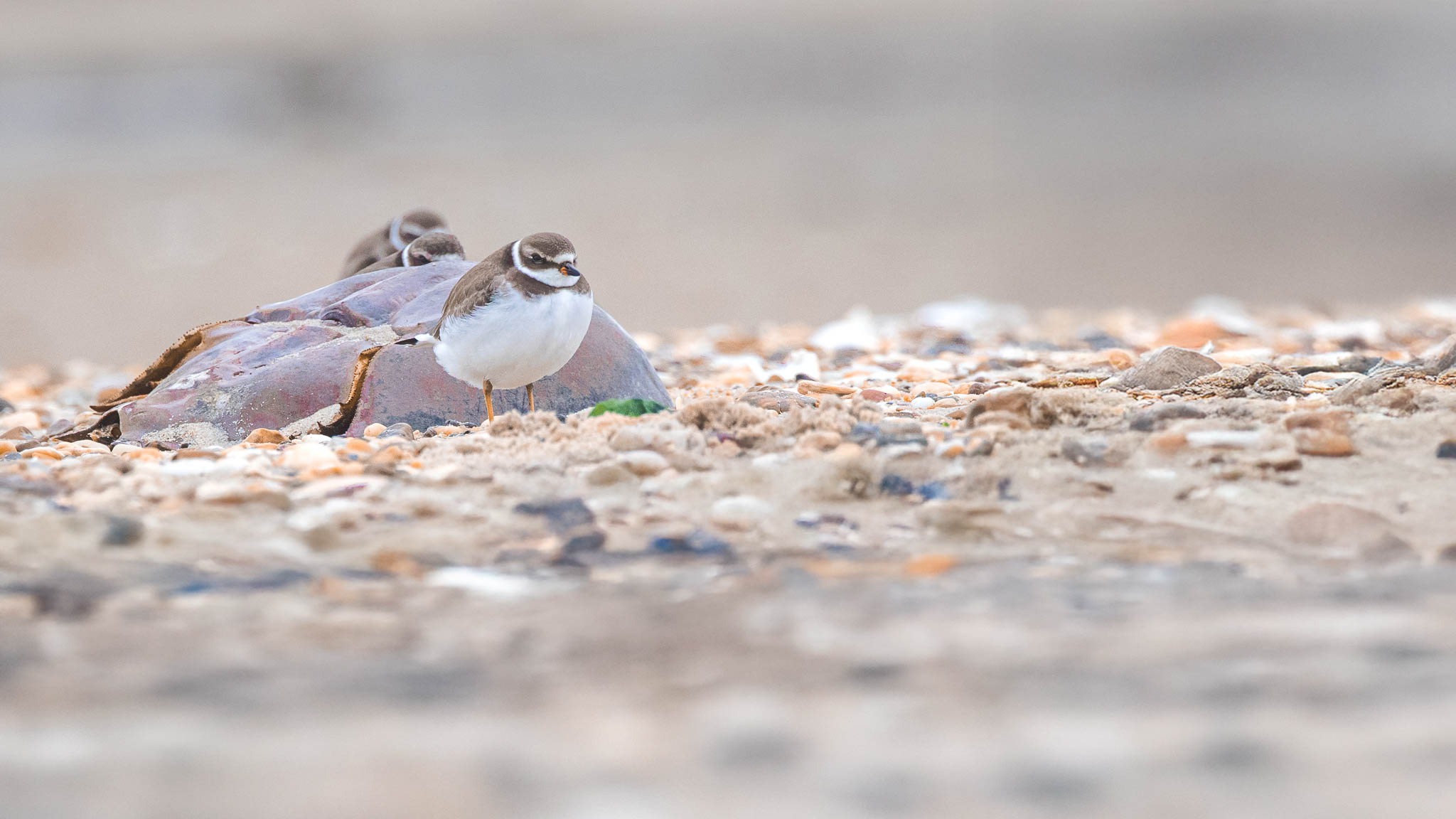 Semipalmated Plovers - Plovers and a Winter Find