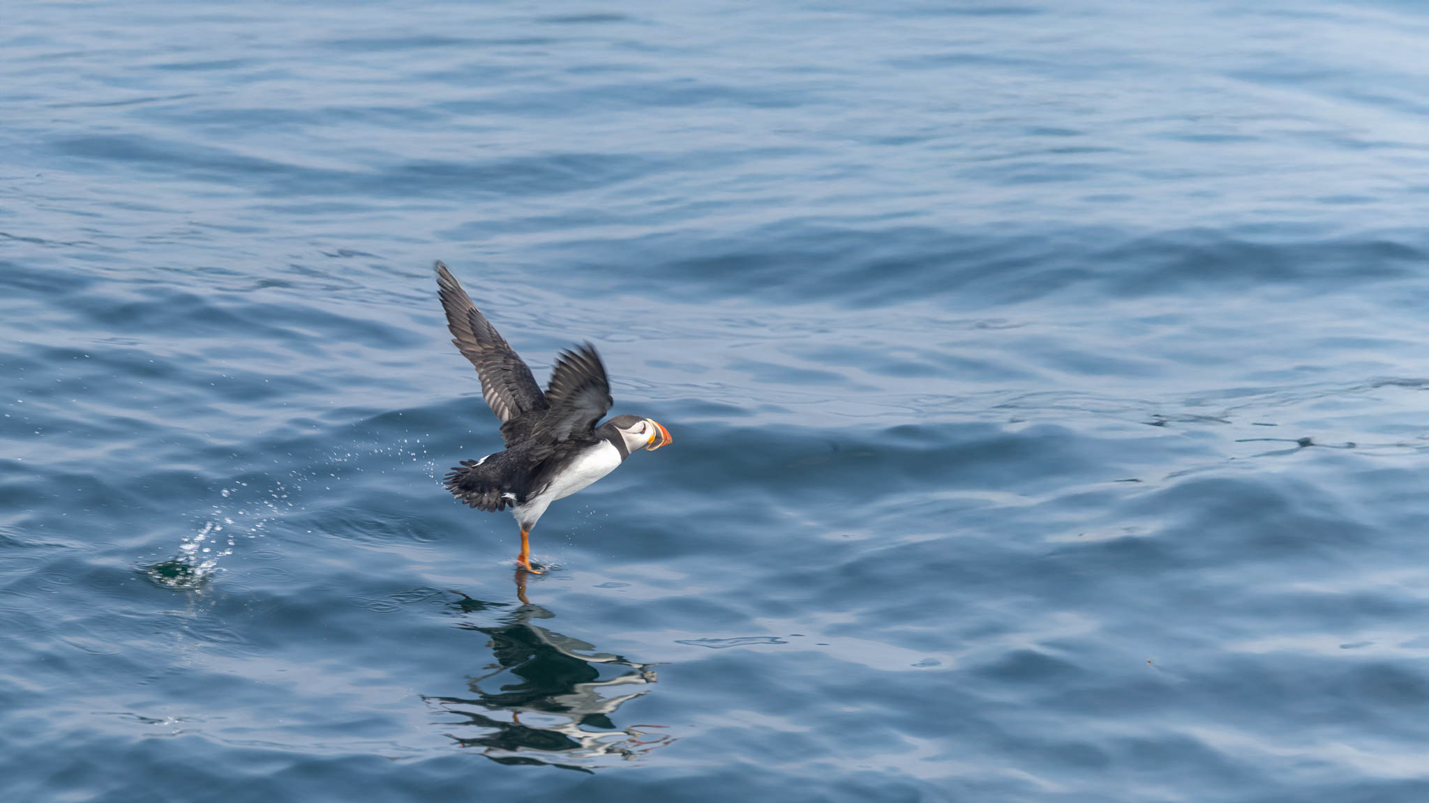 Atlantic Puffin - Take Off!