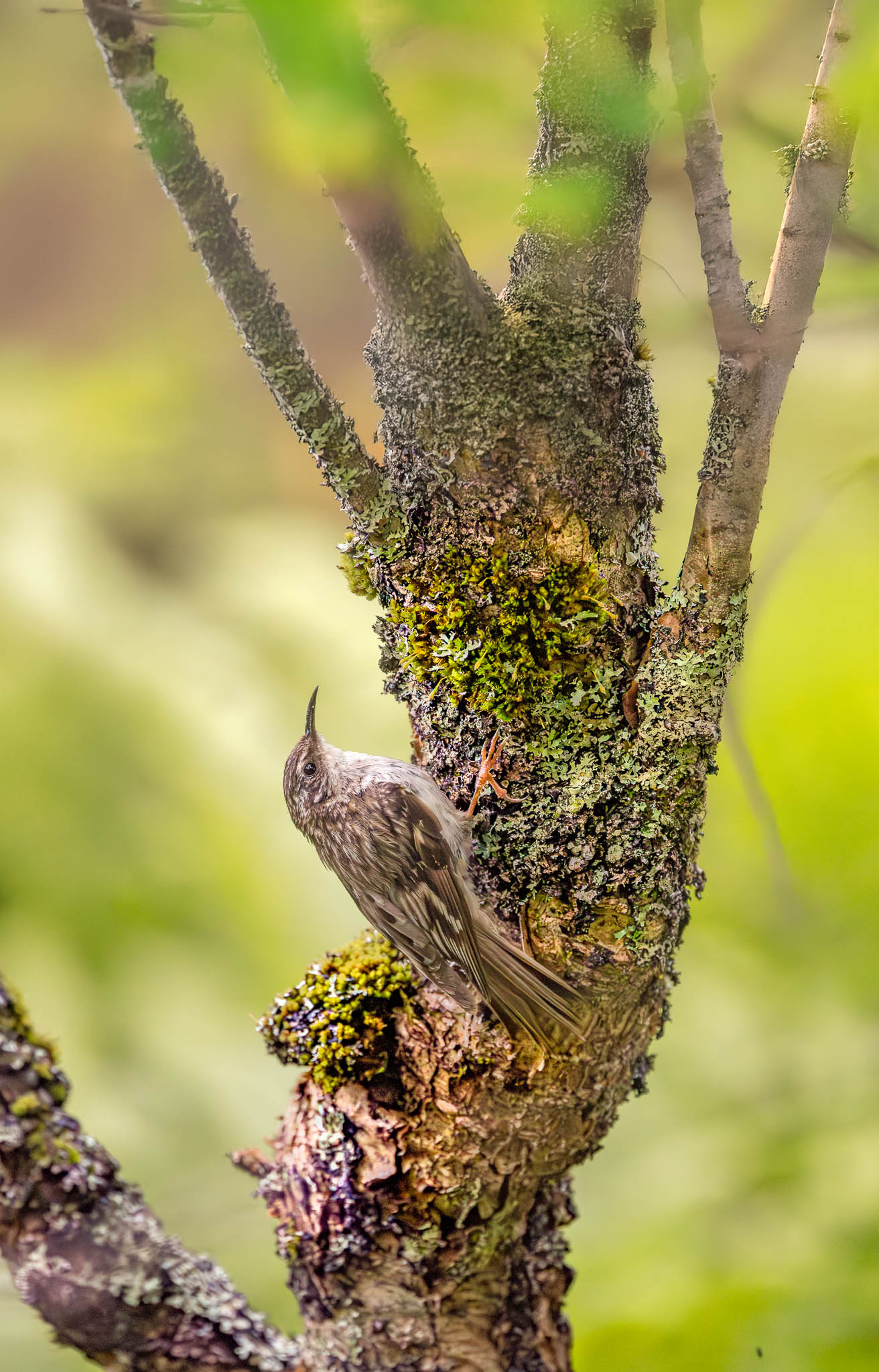 Brown Creeper - Bending into the Bark