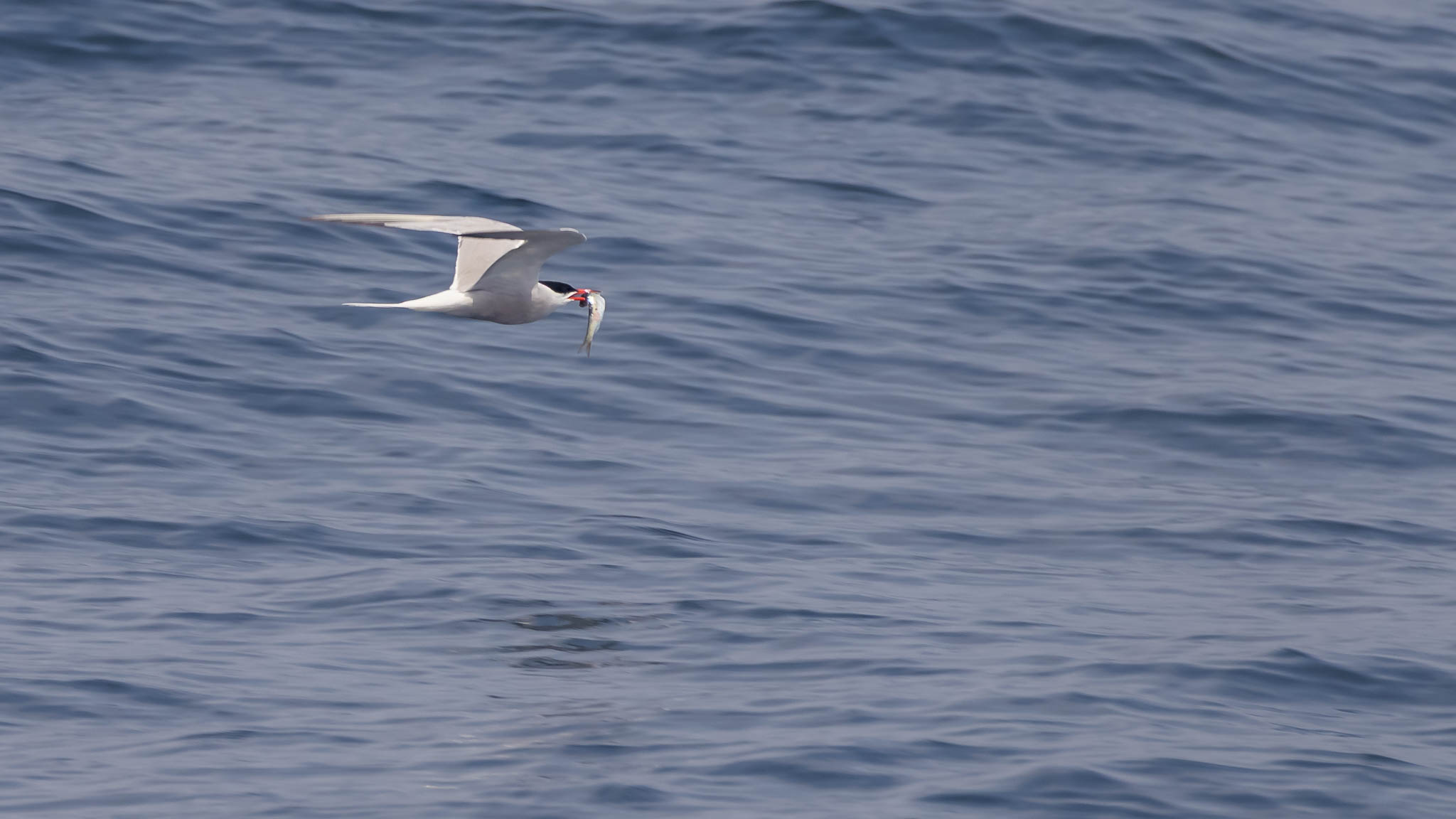 Common Tern - Delivering Lunch