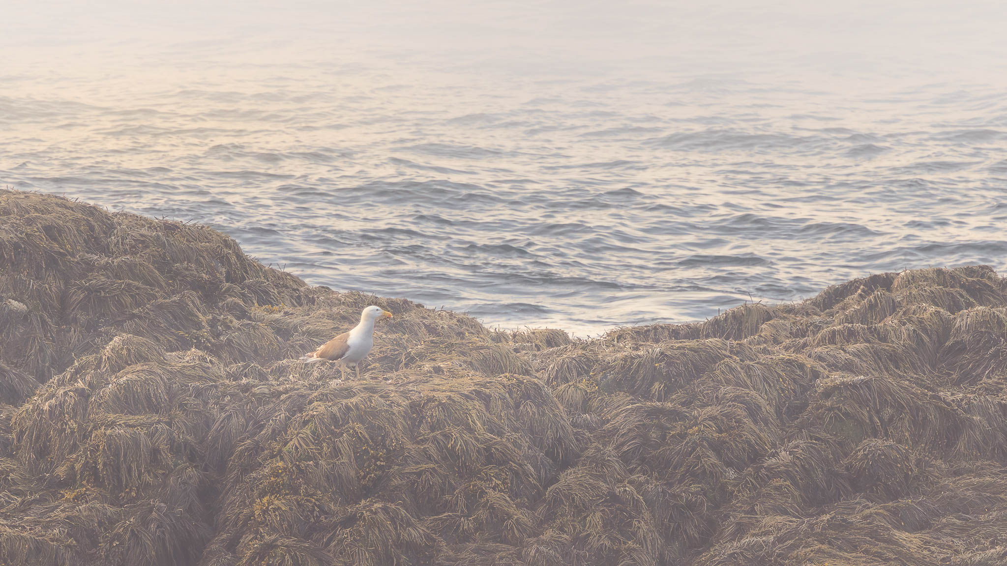Great Black-backed Gull - Alone in the Mist