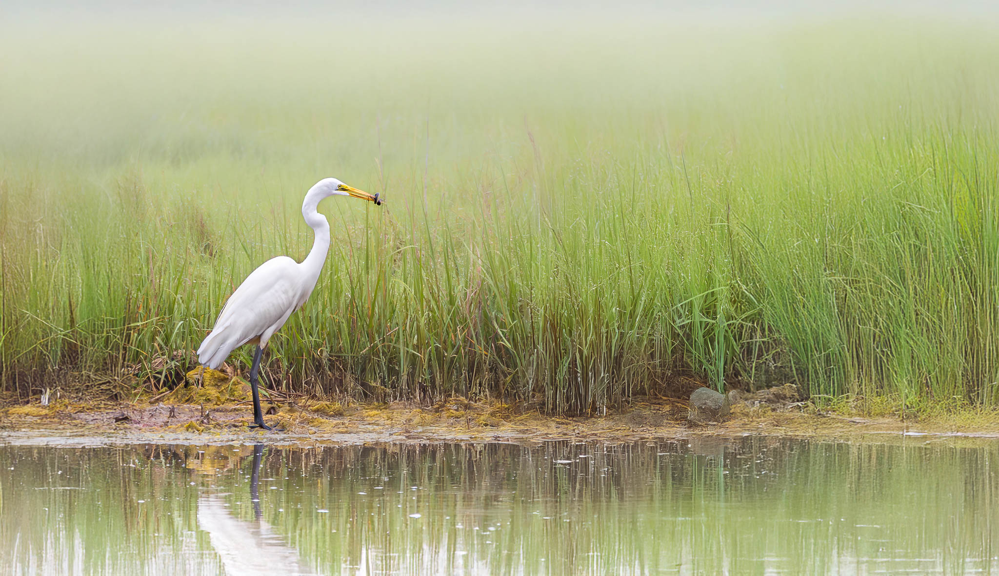 Great Egret - Snake Snack