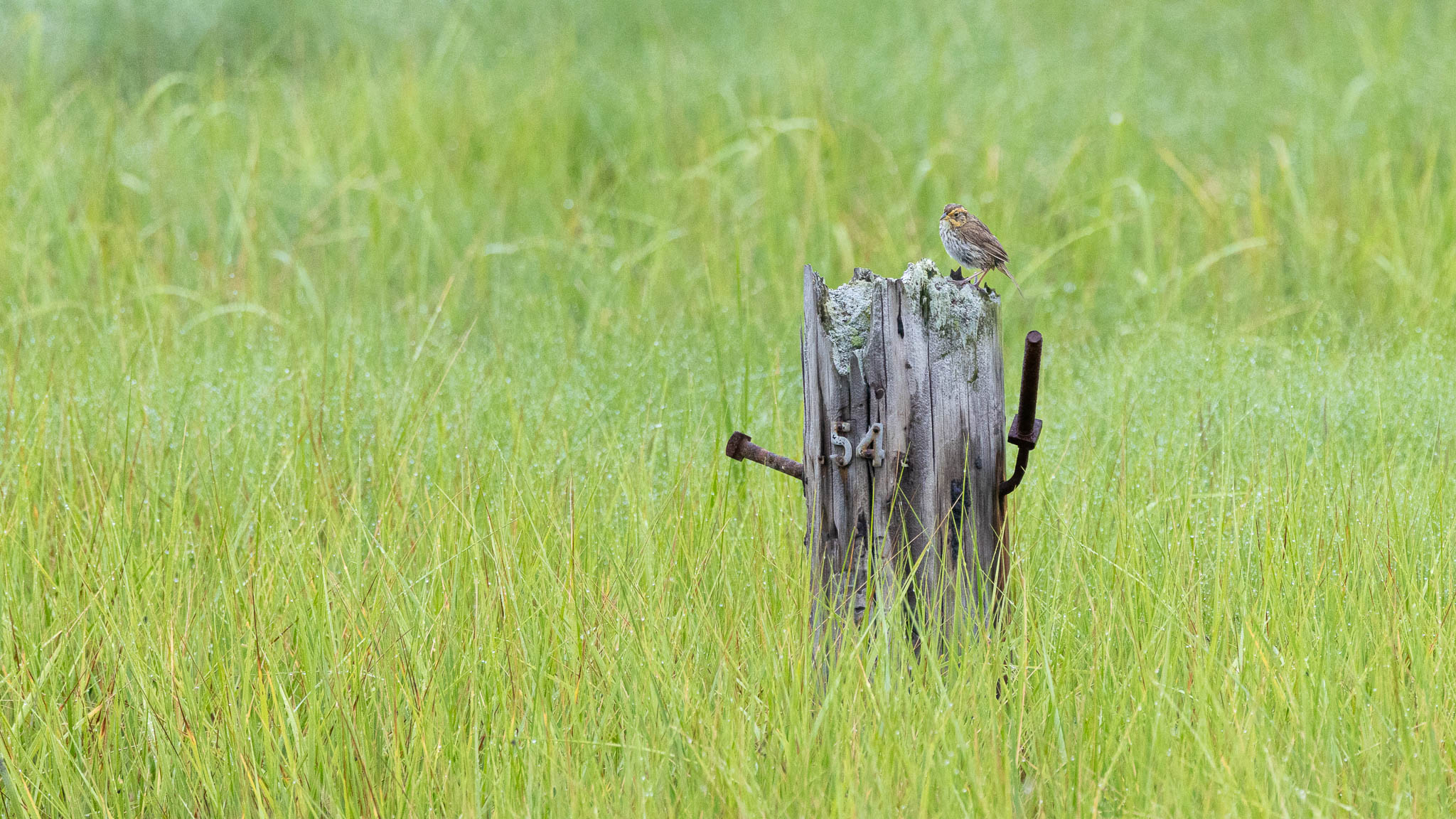 Saltmarsh Sparrow - Tiny Sentinel