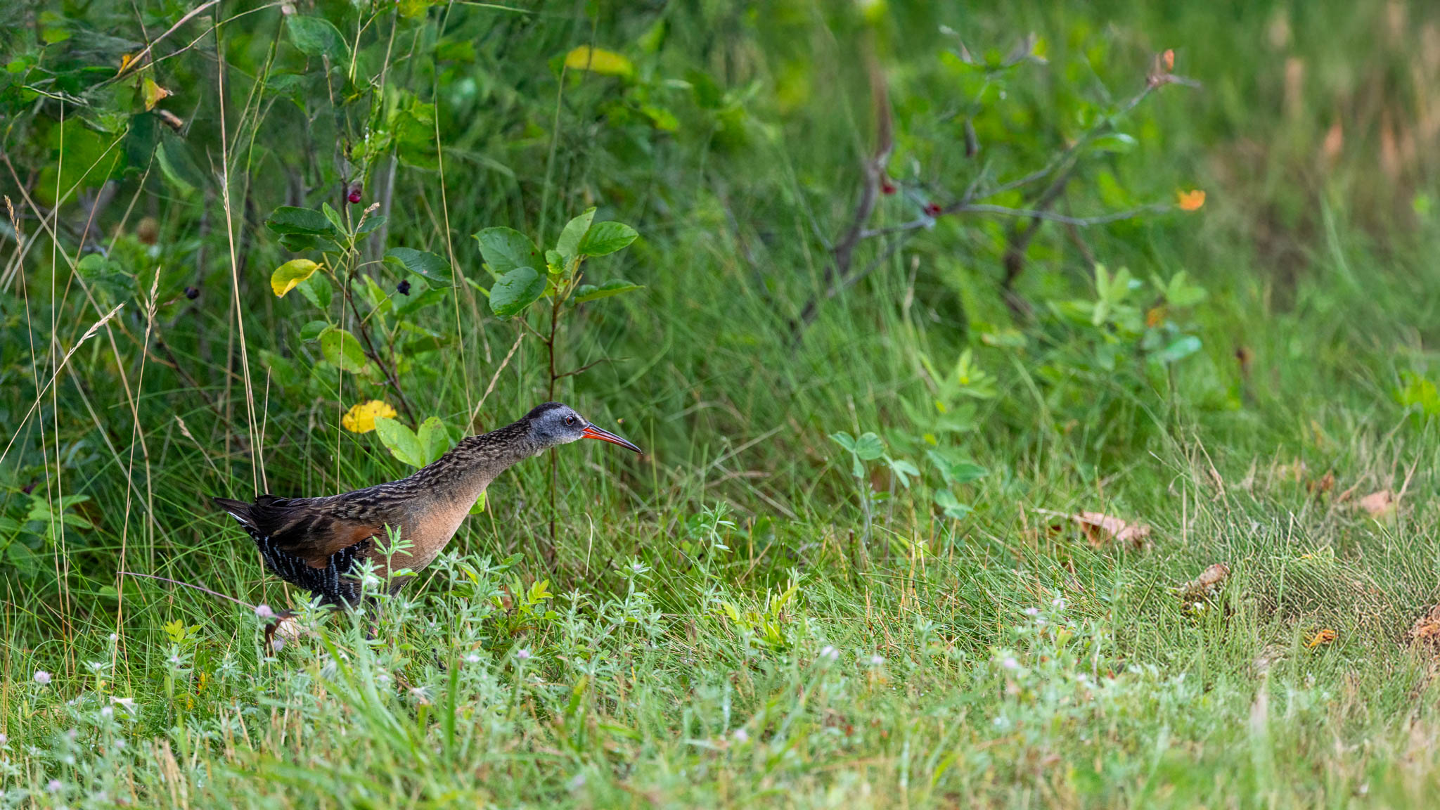 Virginia Rail - A Rare Dash into the Open