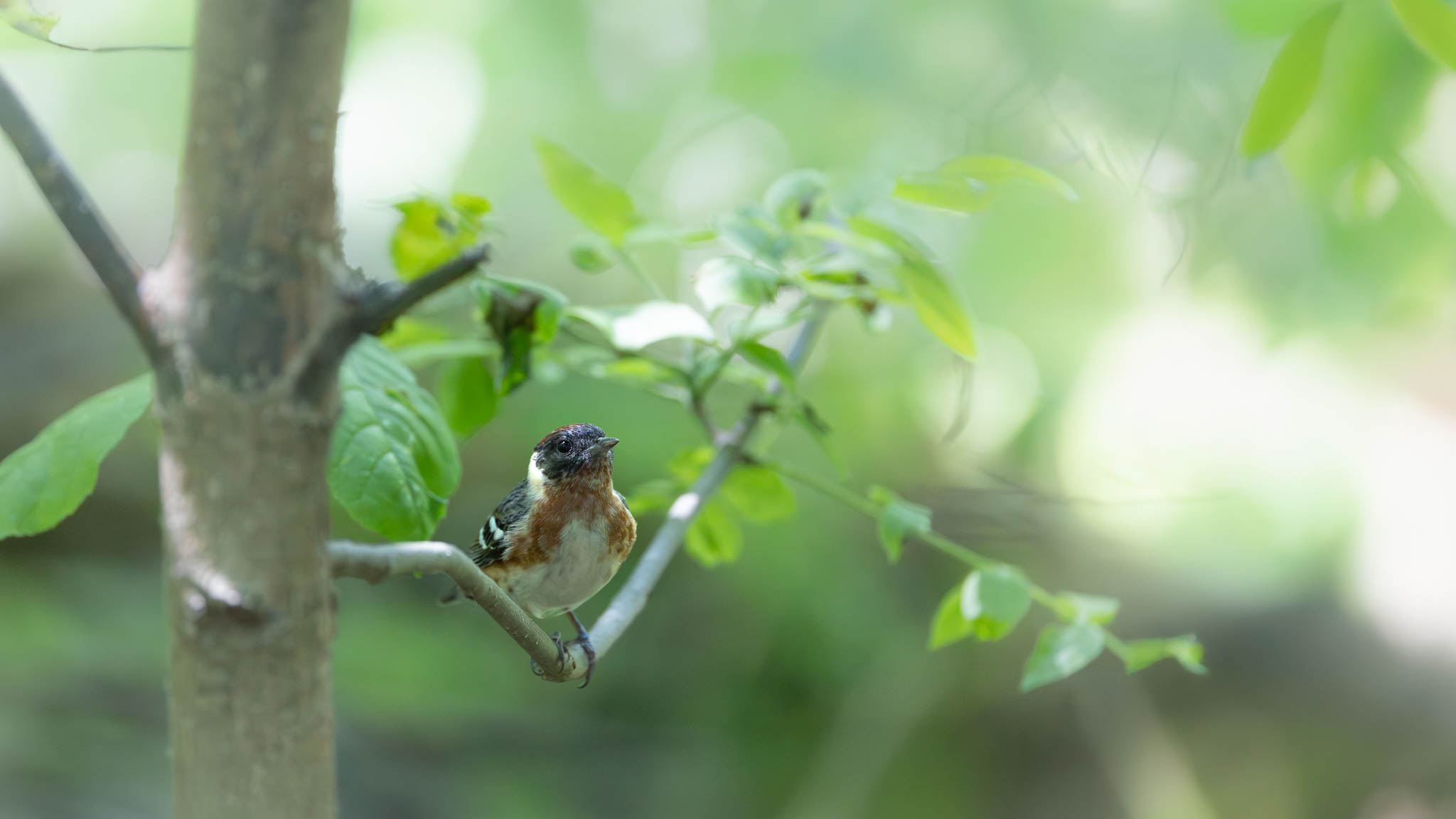 Bay-Breasted Warbler - In The Shade