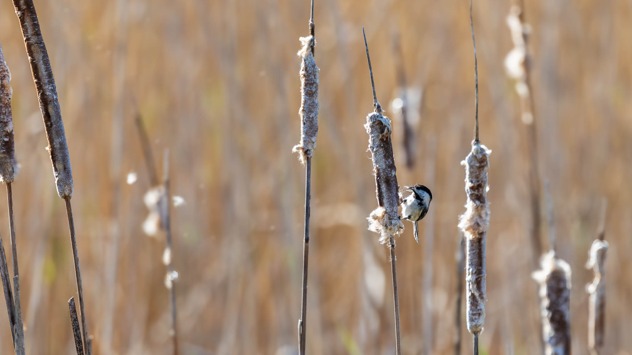 Black-Capped Chickadee - Tiny Worker