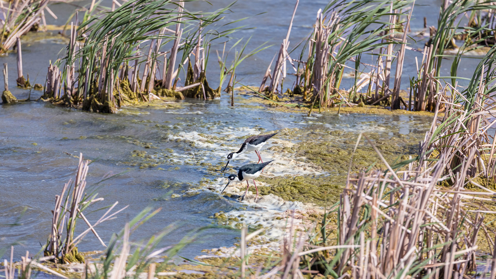 Black-Necked Stilts - Watch How I Do It