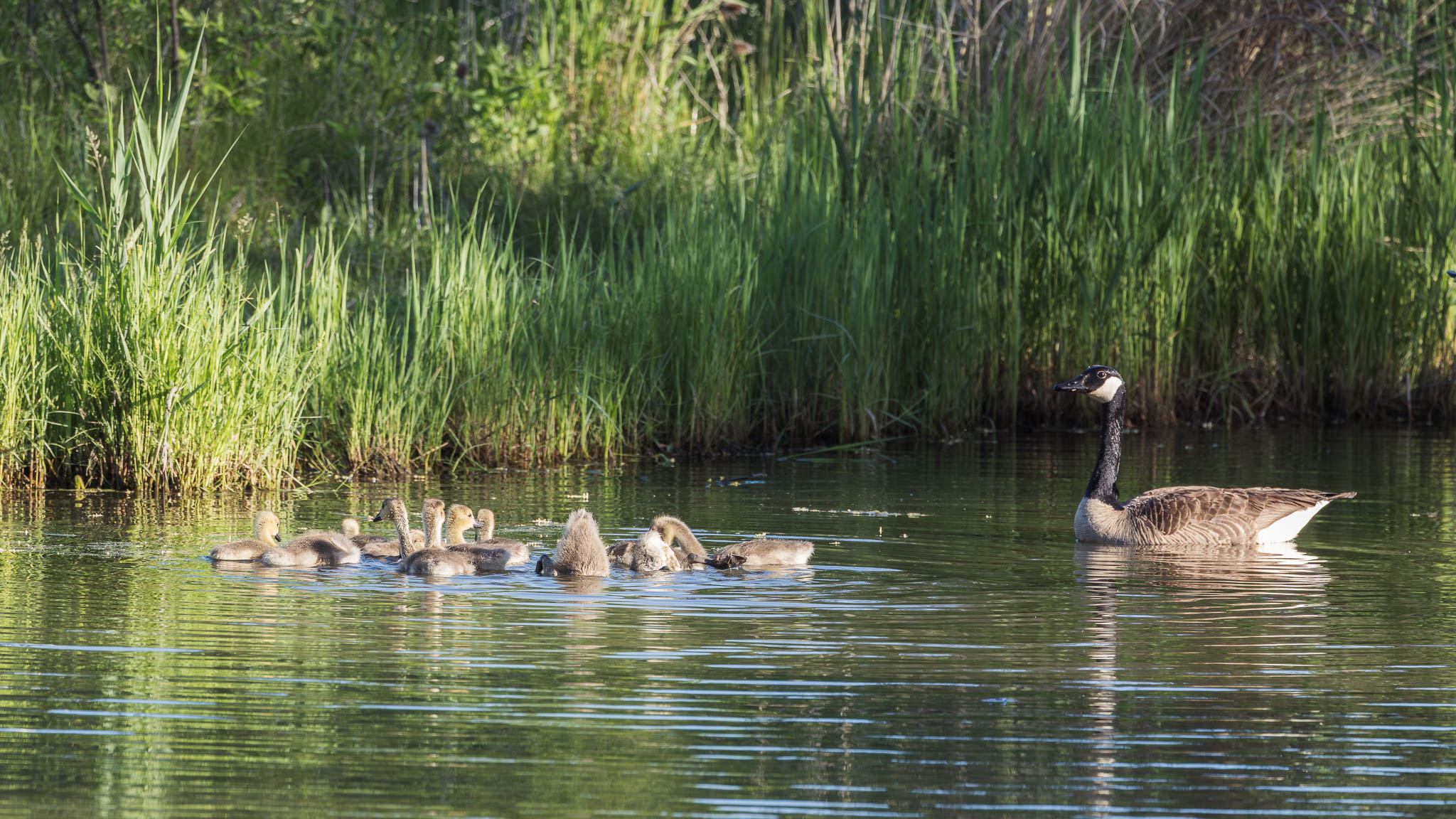 Canada Geese - Playful Goslings, Watchful Mom