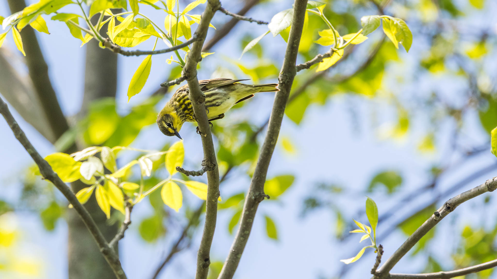 Cape May Warbler - There's A Snack Under Here Somewhere