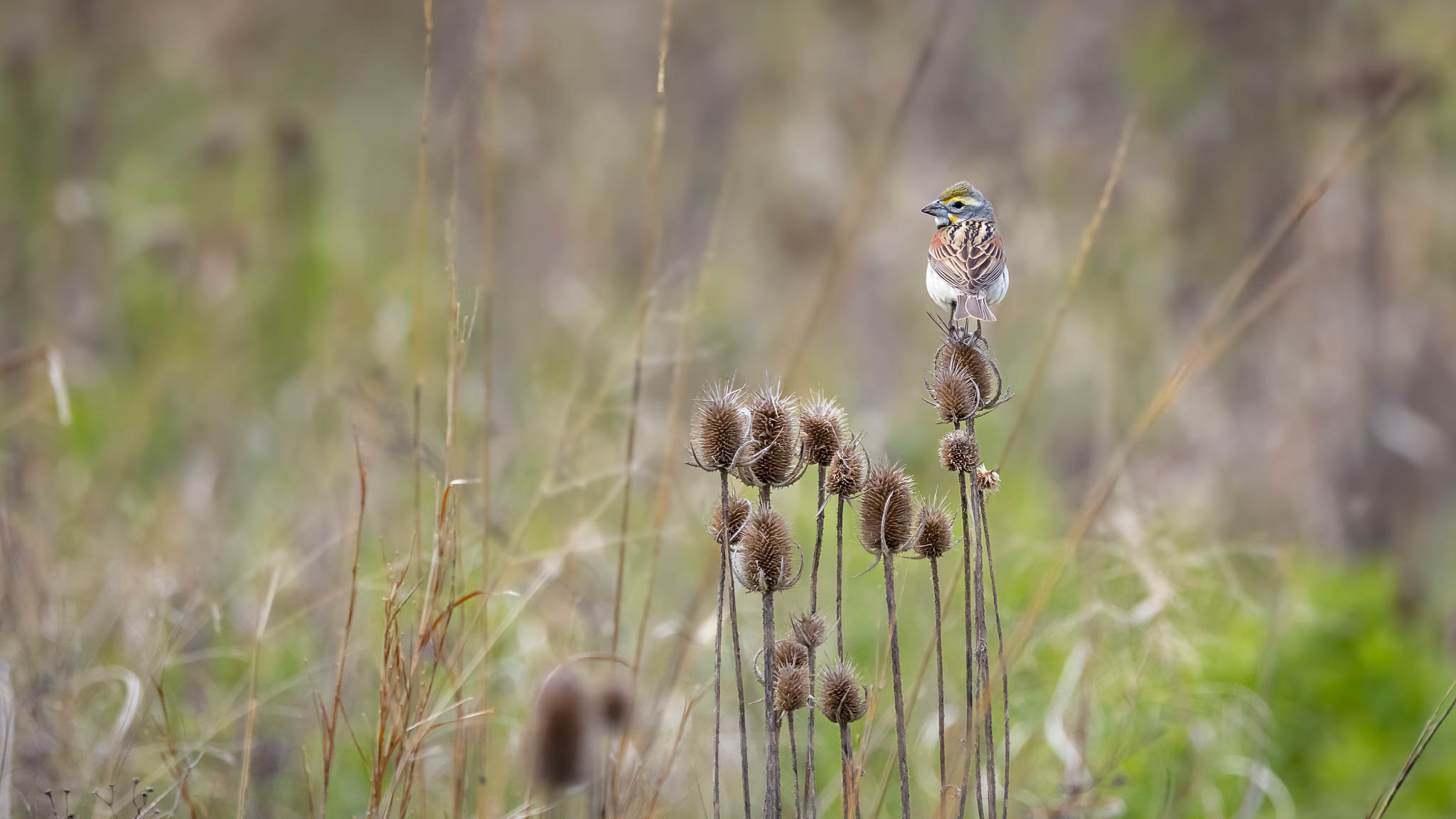 Dickcissel - Above The Meadow