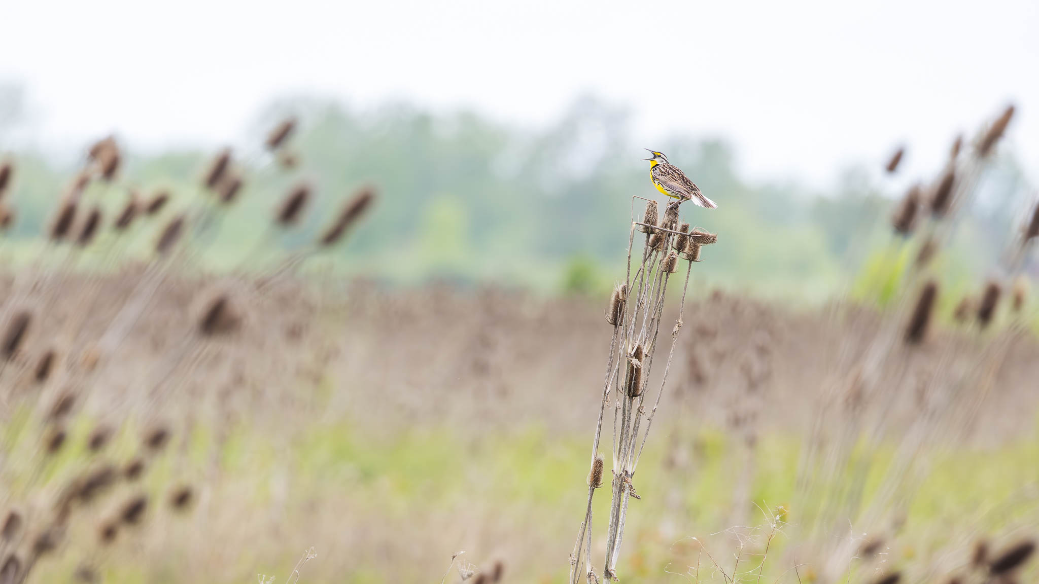 Eastern Meadowlark - Singin' In The Breeze
