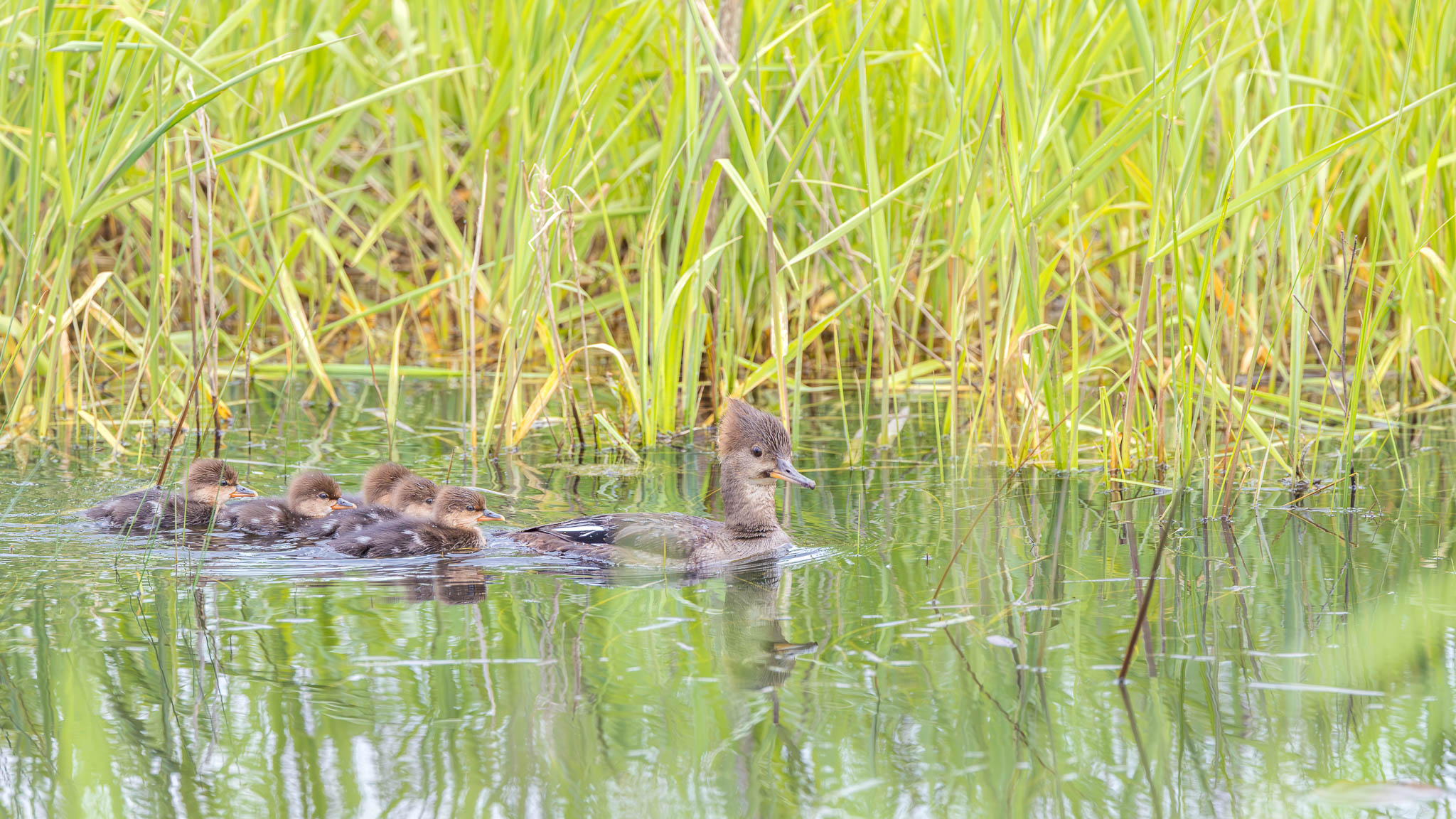 Hooded Merganser - Staying Close To Mom