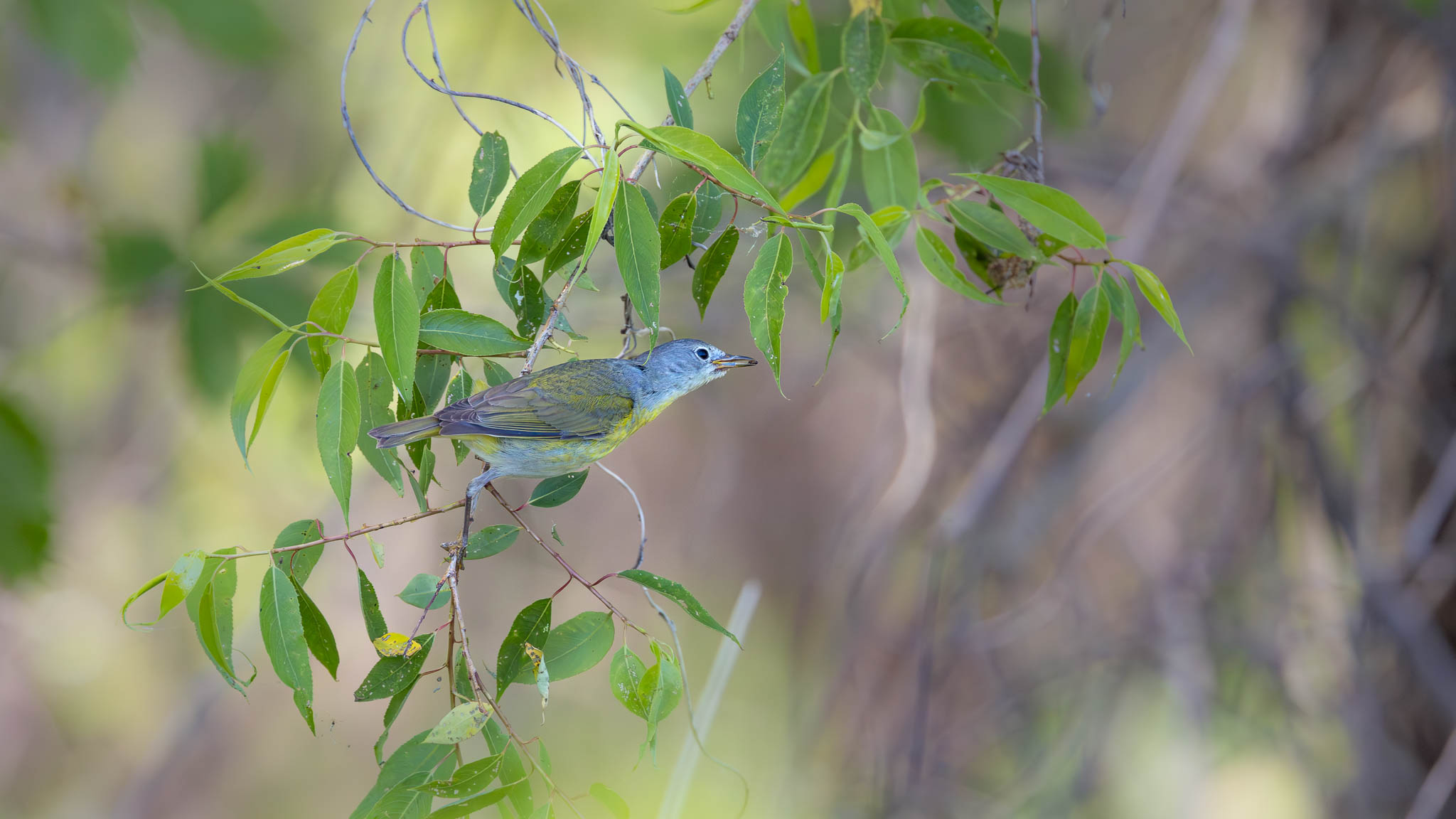 Nashville Warbler - Gottcha