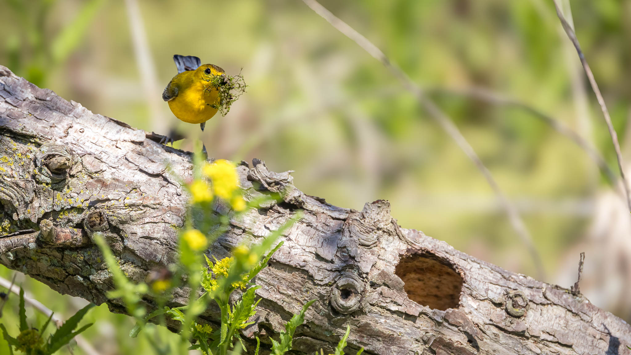 Prothonotary Warbler - The Work Of Spring