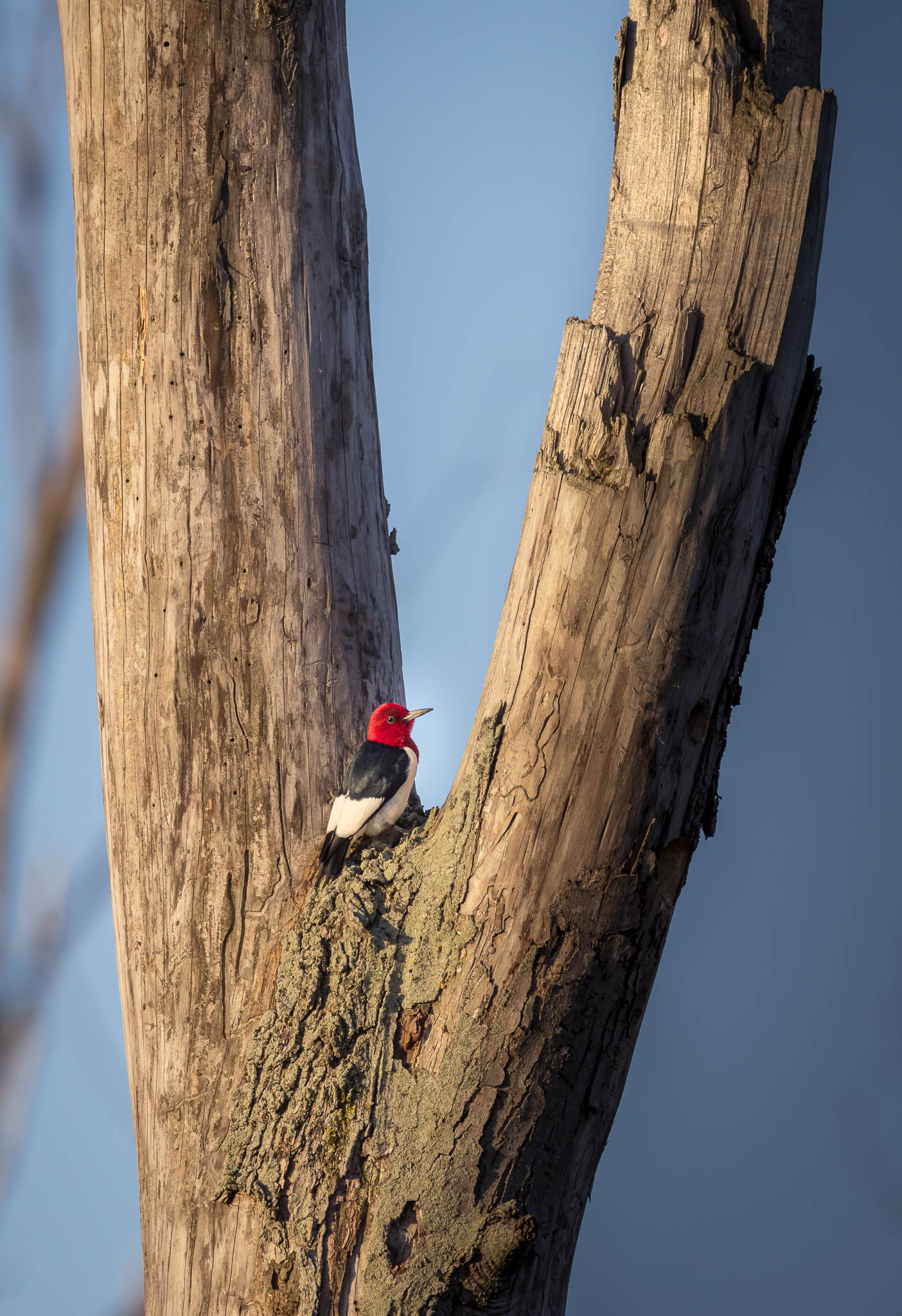Red-Headed Woodpecker - Between The Trunks