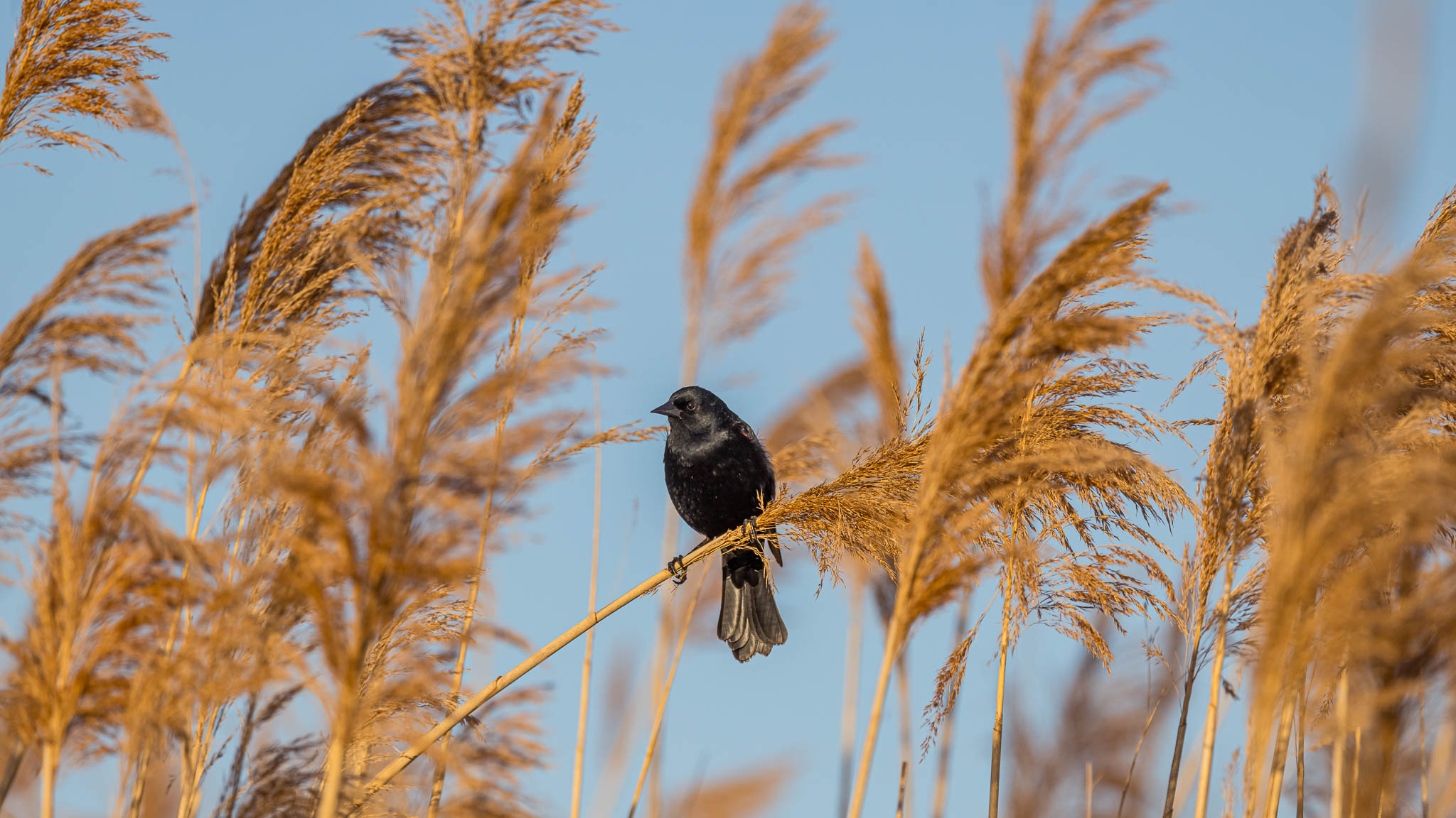 Red-Winged Blackbird - Swaying In The Breeze