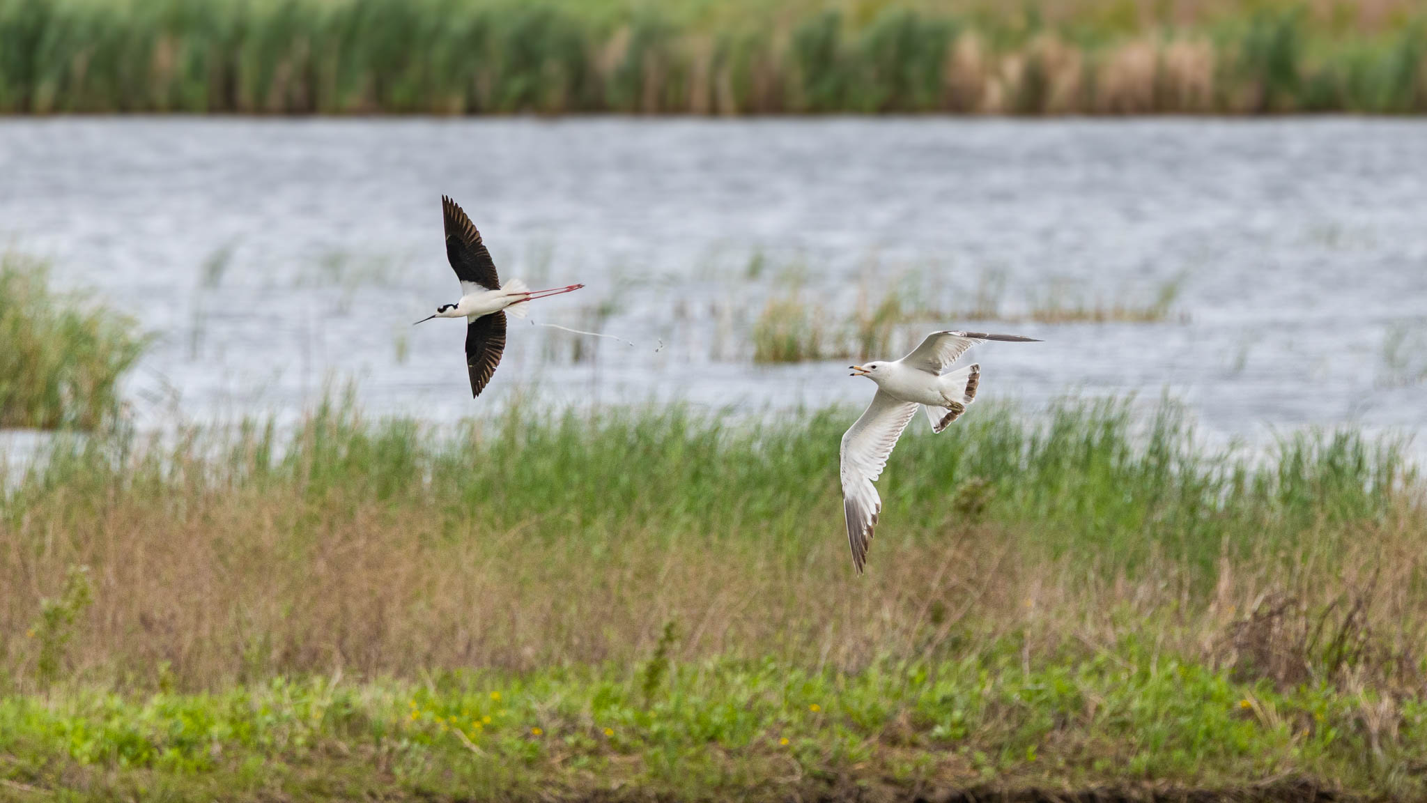 Ring-Billed Gull & Black-Necked Stilt - In Hot Pursuit
