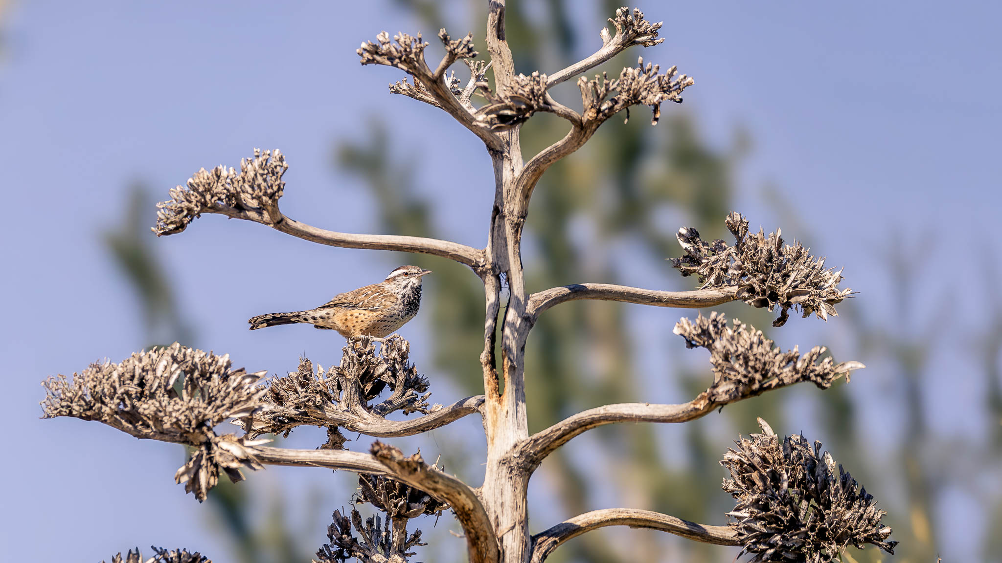 Arizona - Cactus Wren