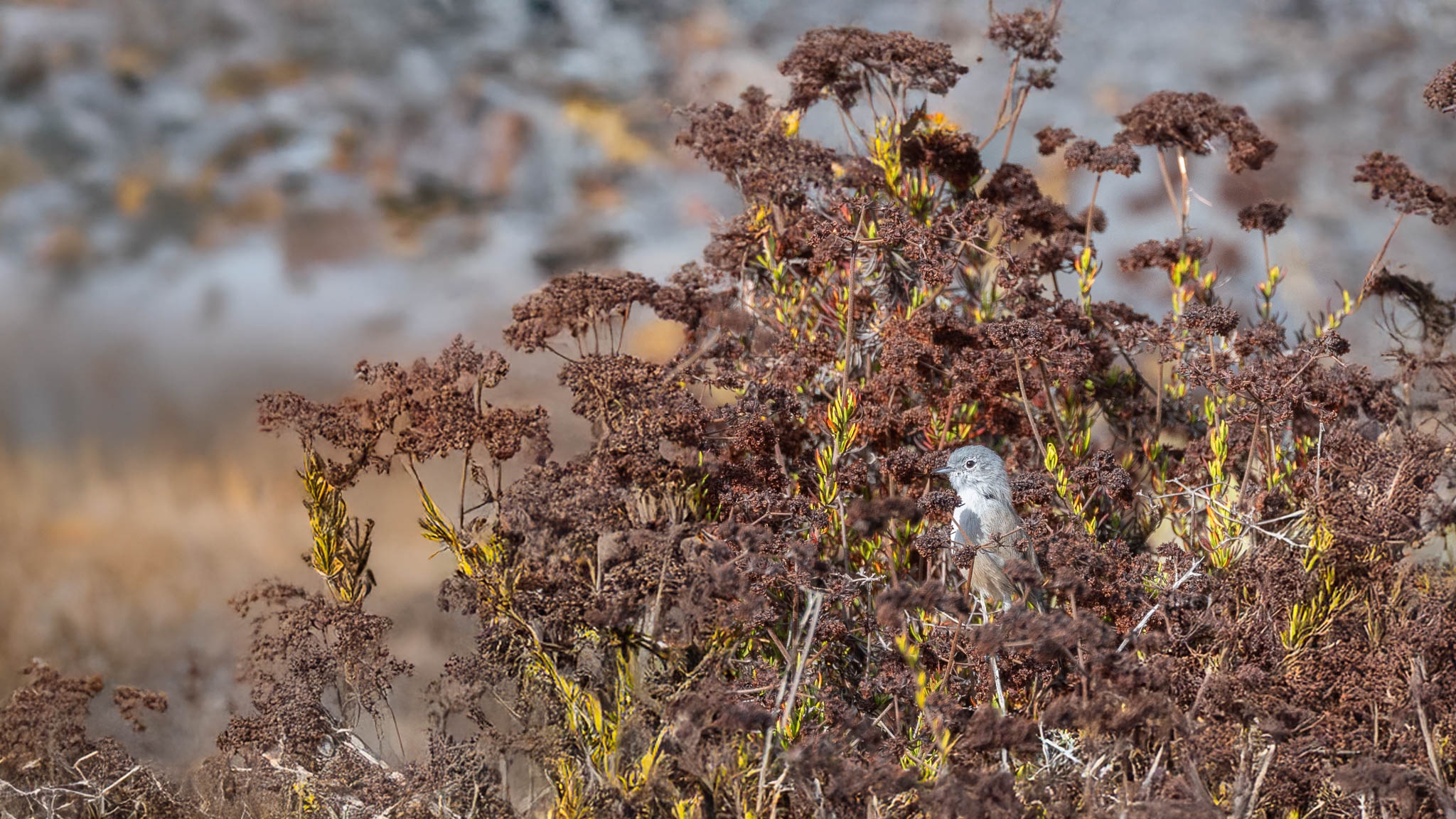 California - California Gnatcatcher