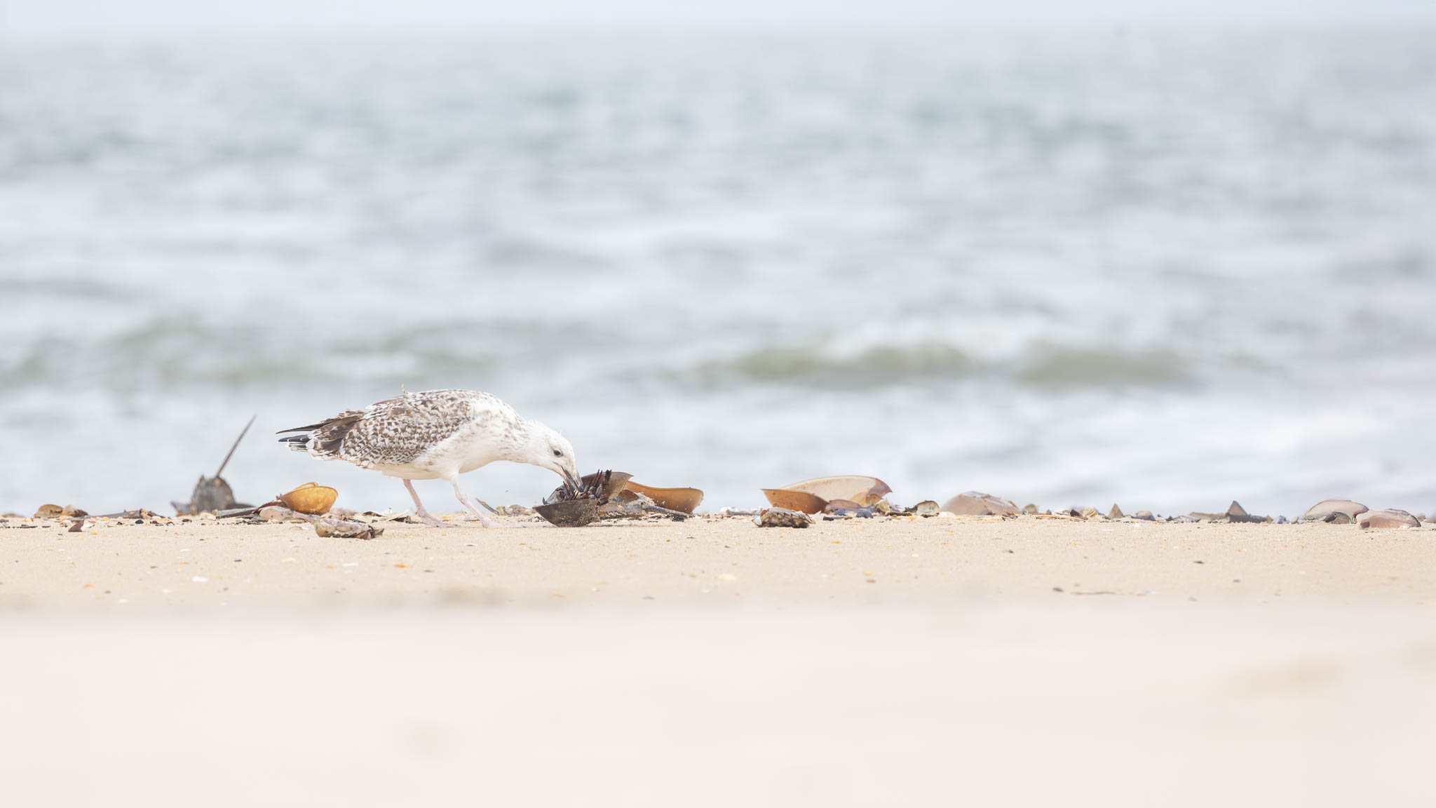 Delaware - Great Black-backed Gull