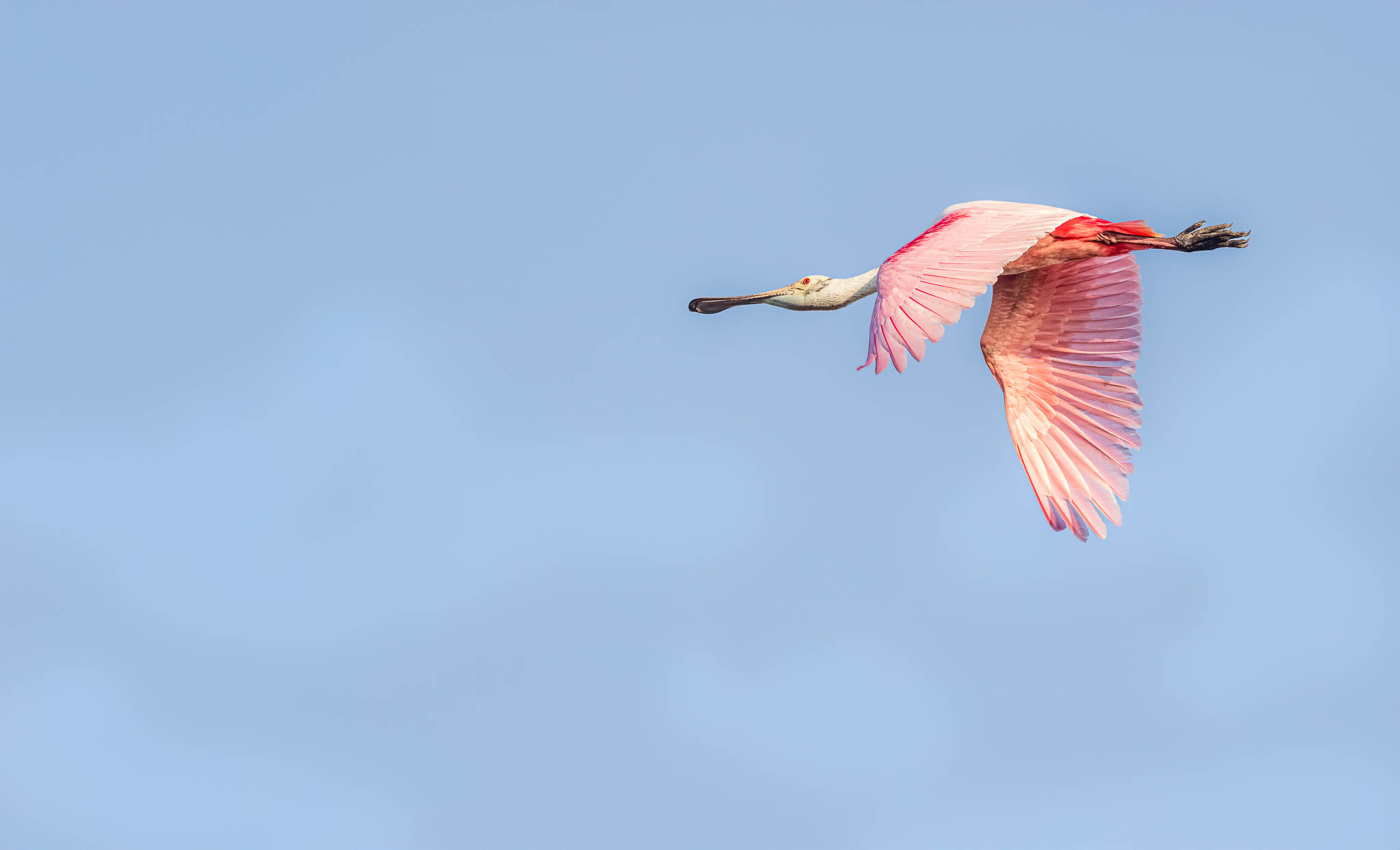 Florida - Roseate Spoonbill