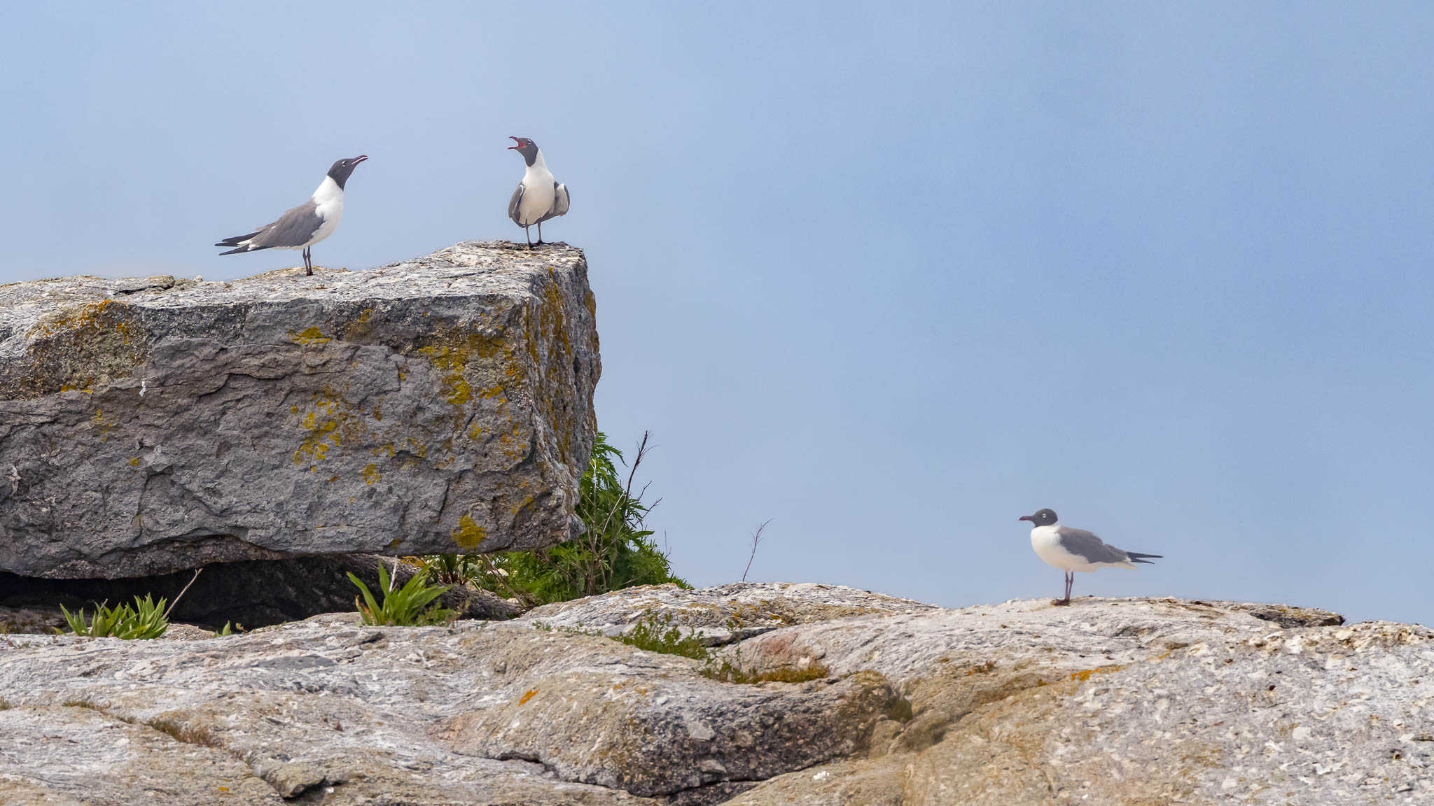 Maine - Laughing Gull