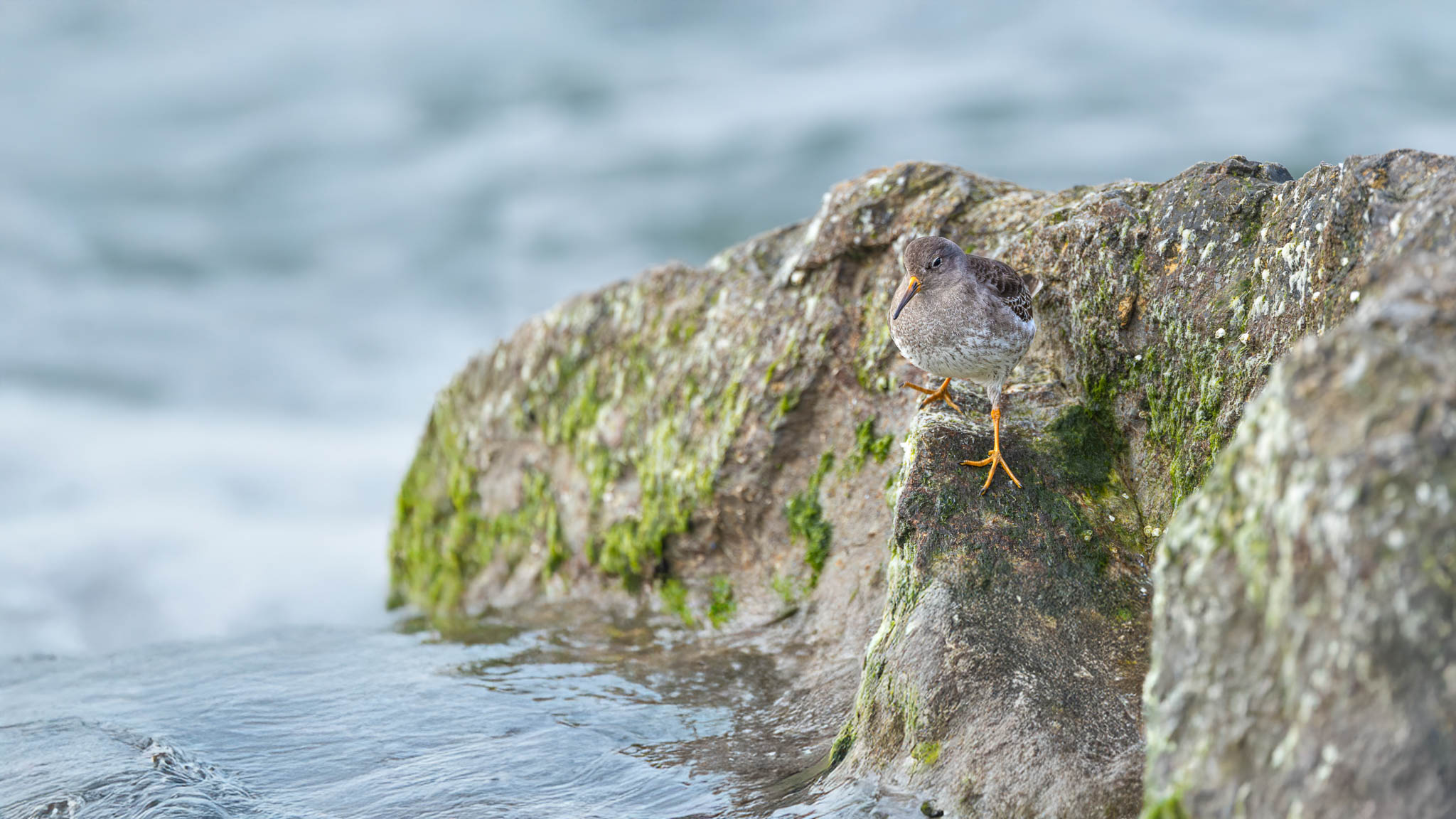 New Jersey - Purple Sandpiper