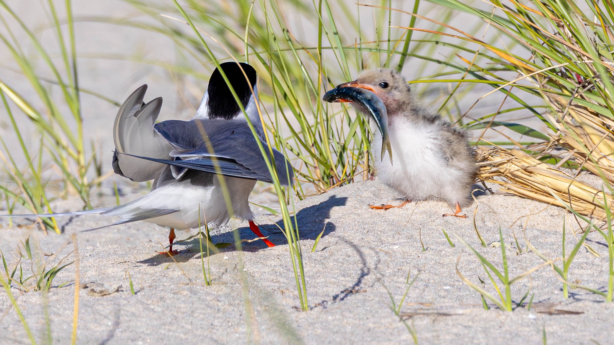 New York - Common Tern