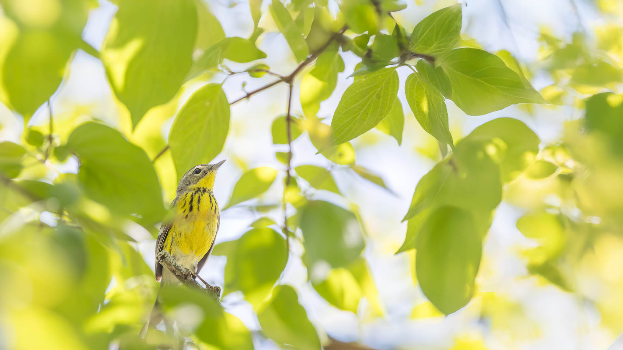 Ohio - Magnolia Warbler