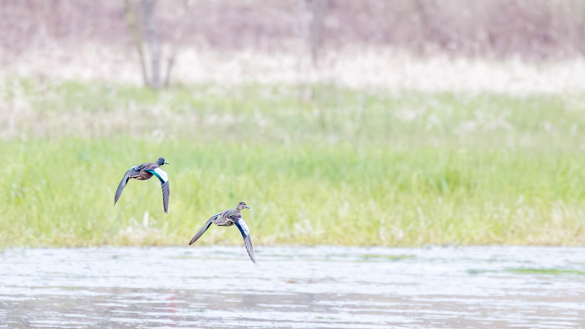 Pennsylvania - Blue-winged Teal