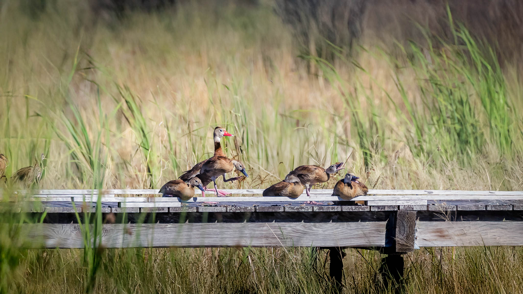 Texas - Black-bellied Whistling-Duck