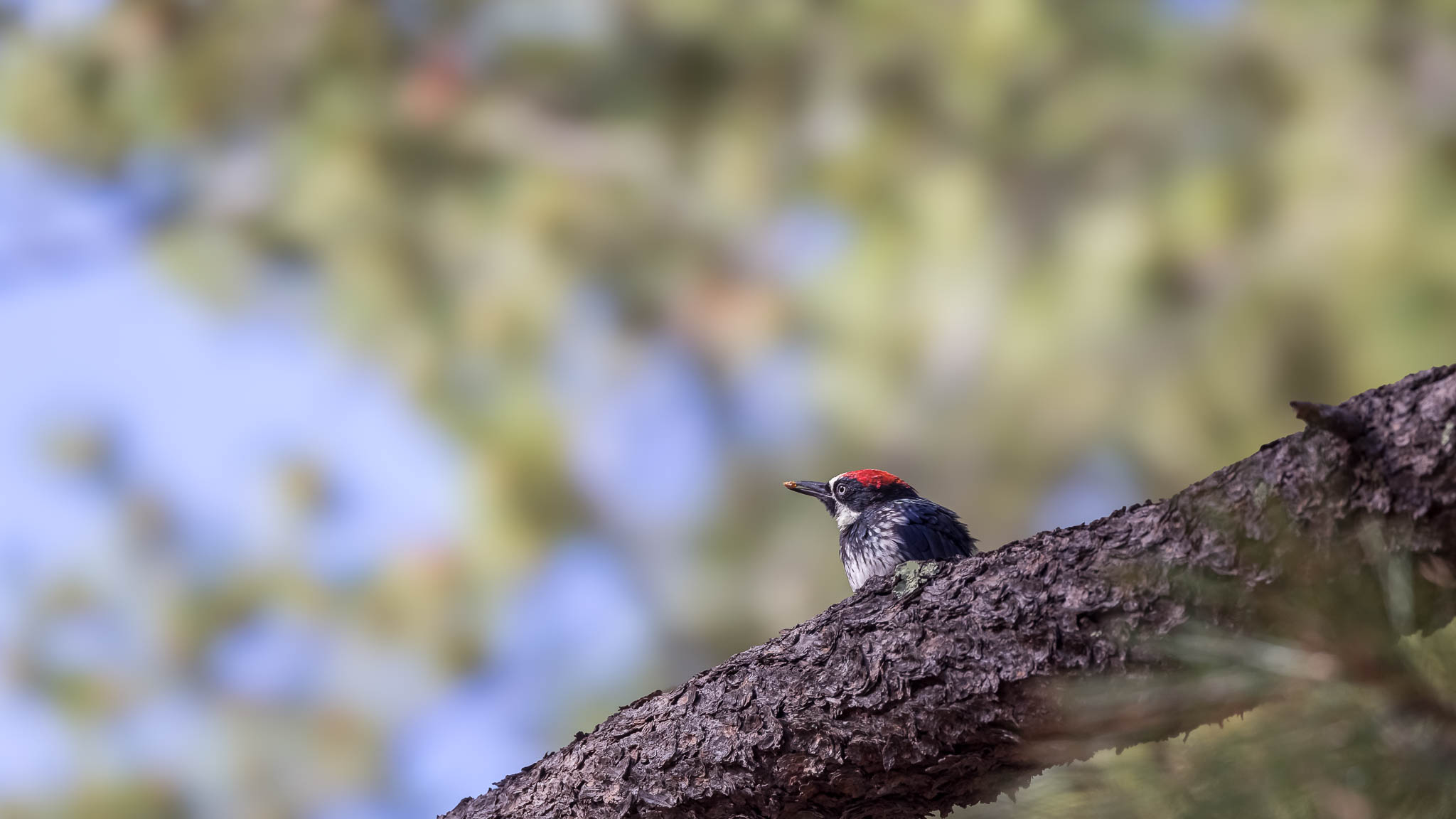 Acorn Woodpecker - Watchful On The Limb