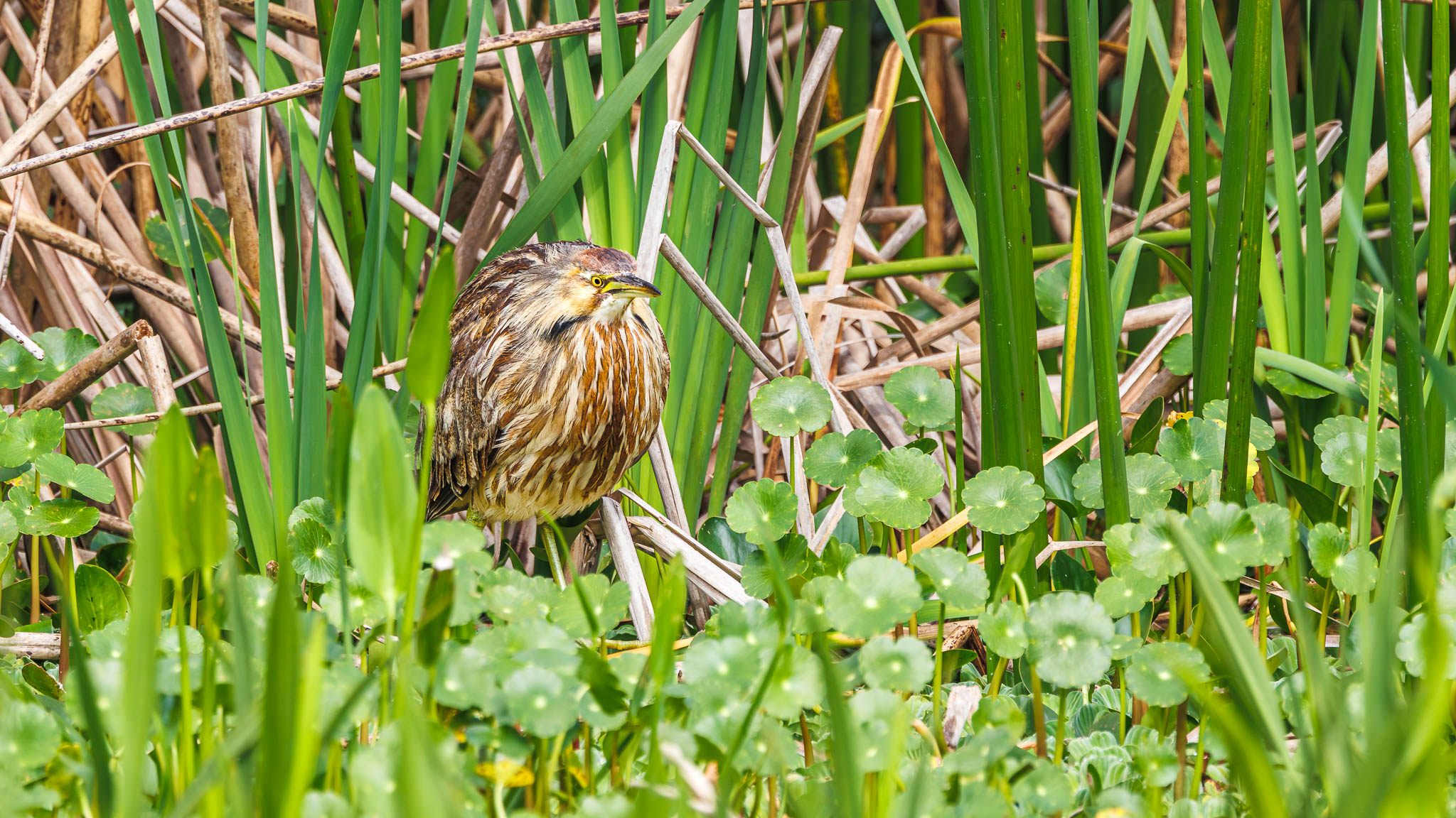 American Bittern - Peeking From The Reeds