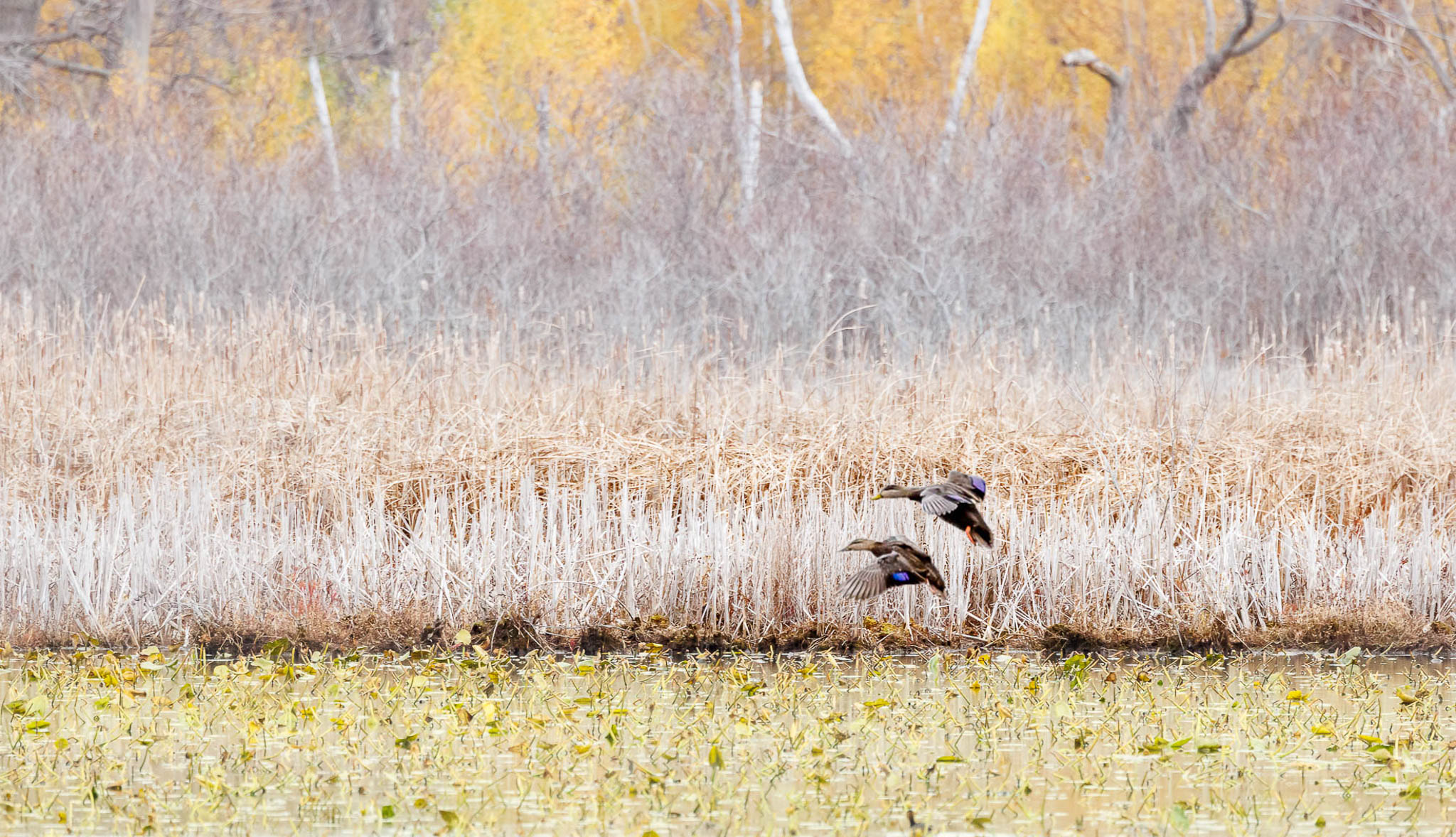 American Black Ducks - Still Water Moving Wings