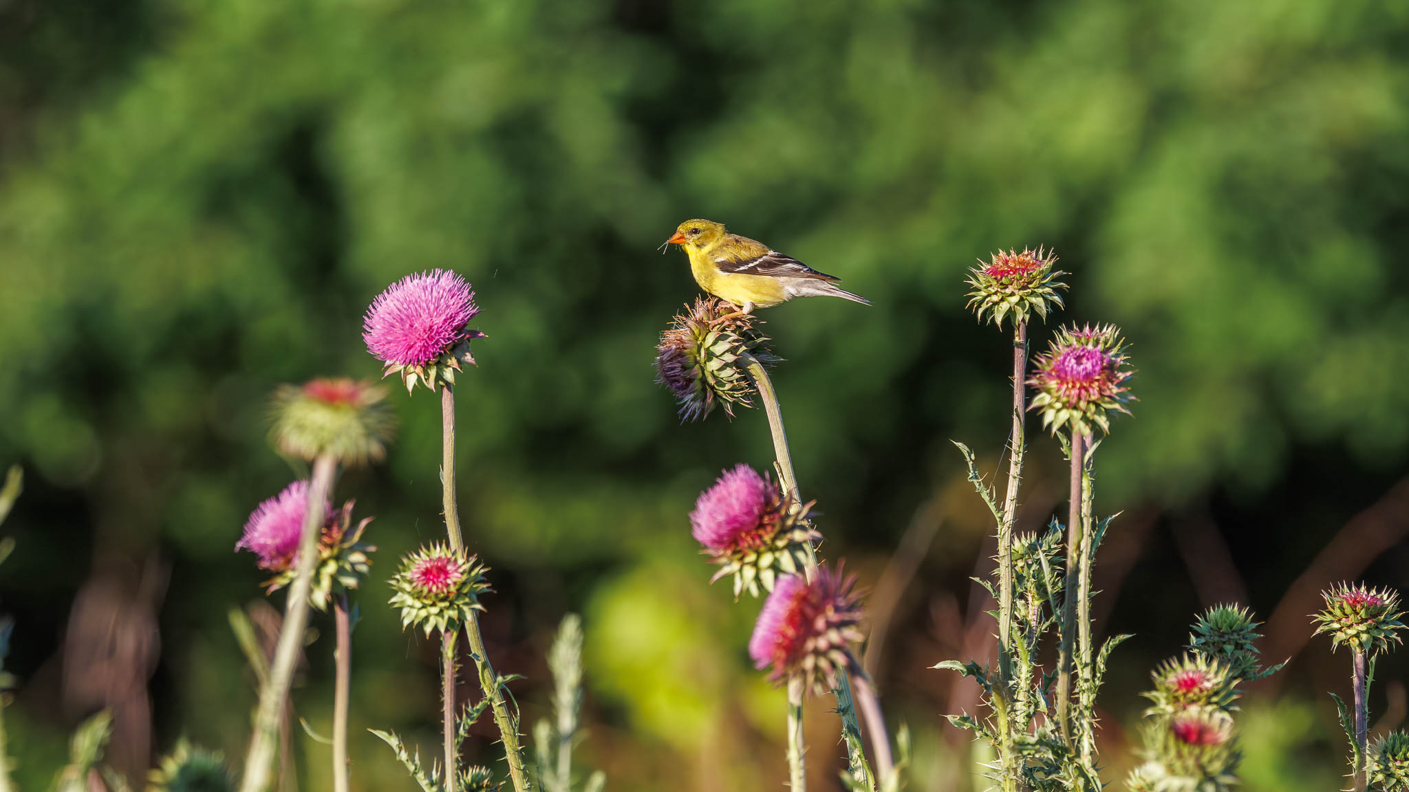 American Goldfinch - Paused for a Snack