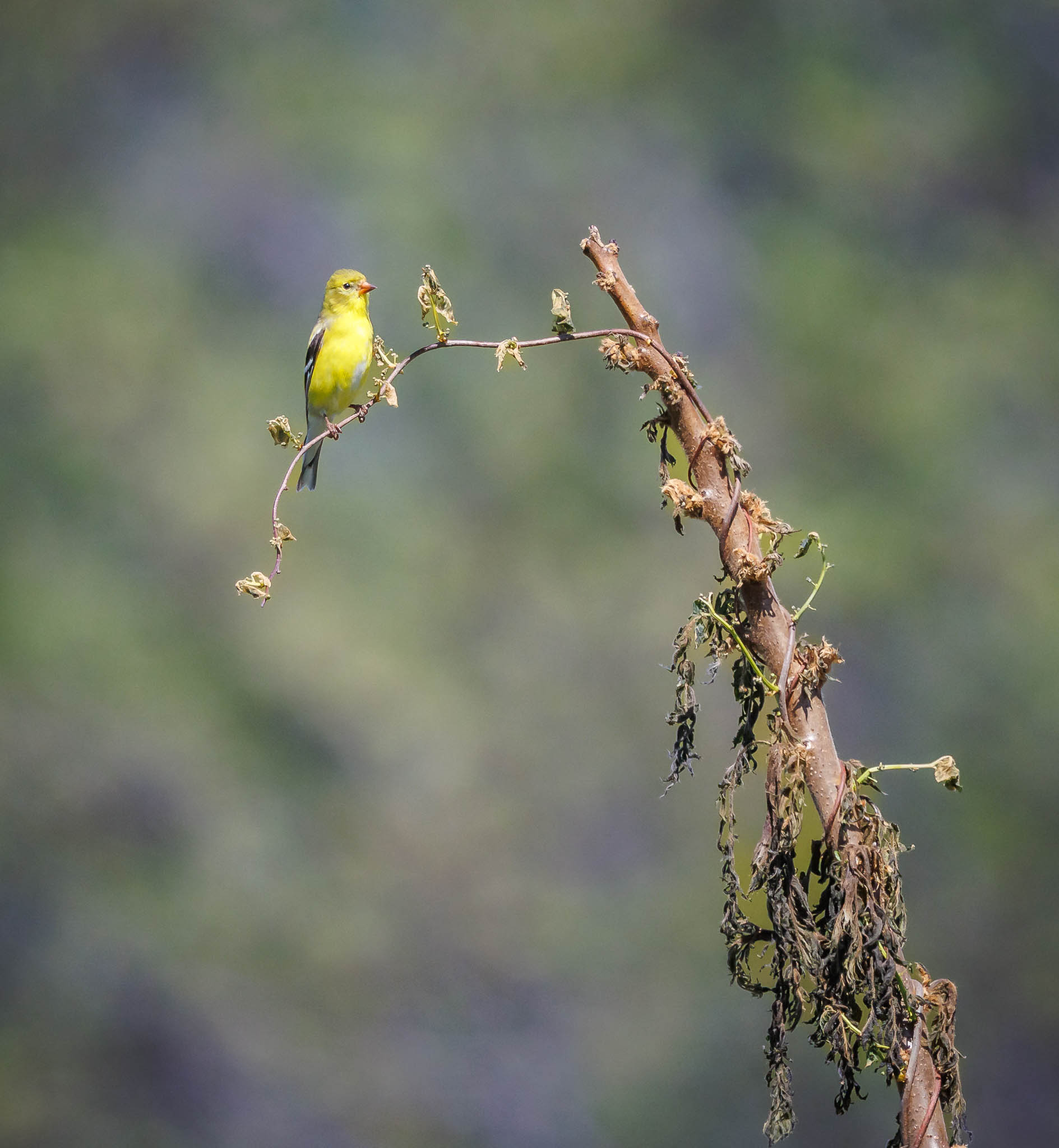 American Goldfinch - A Worn Out Perch