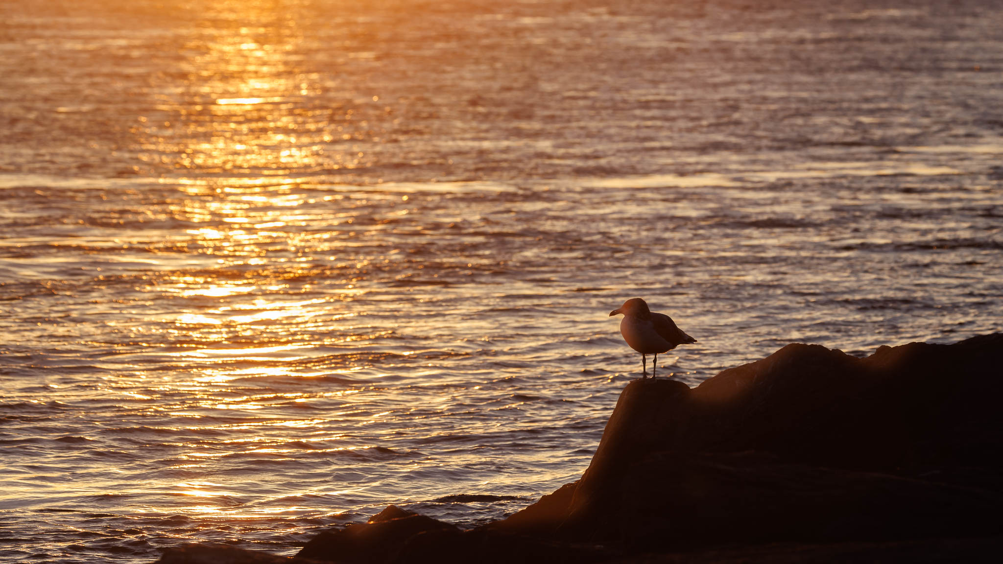 American Herring Gull - Sunrise Reflection