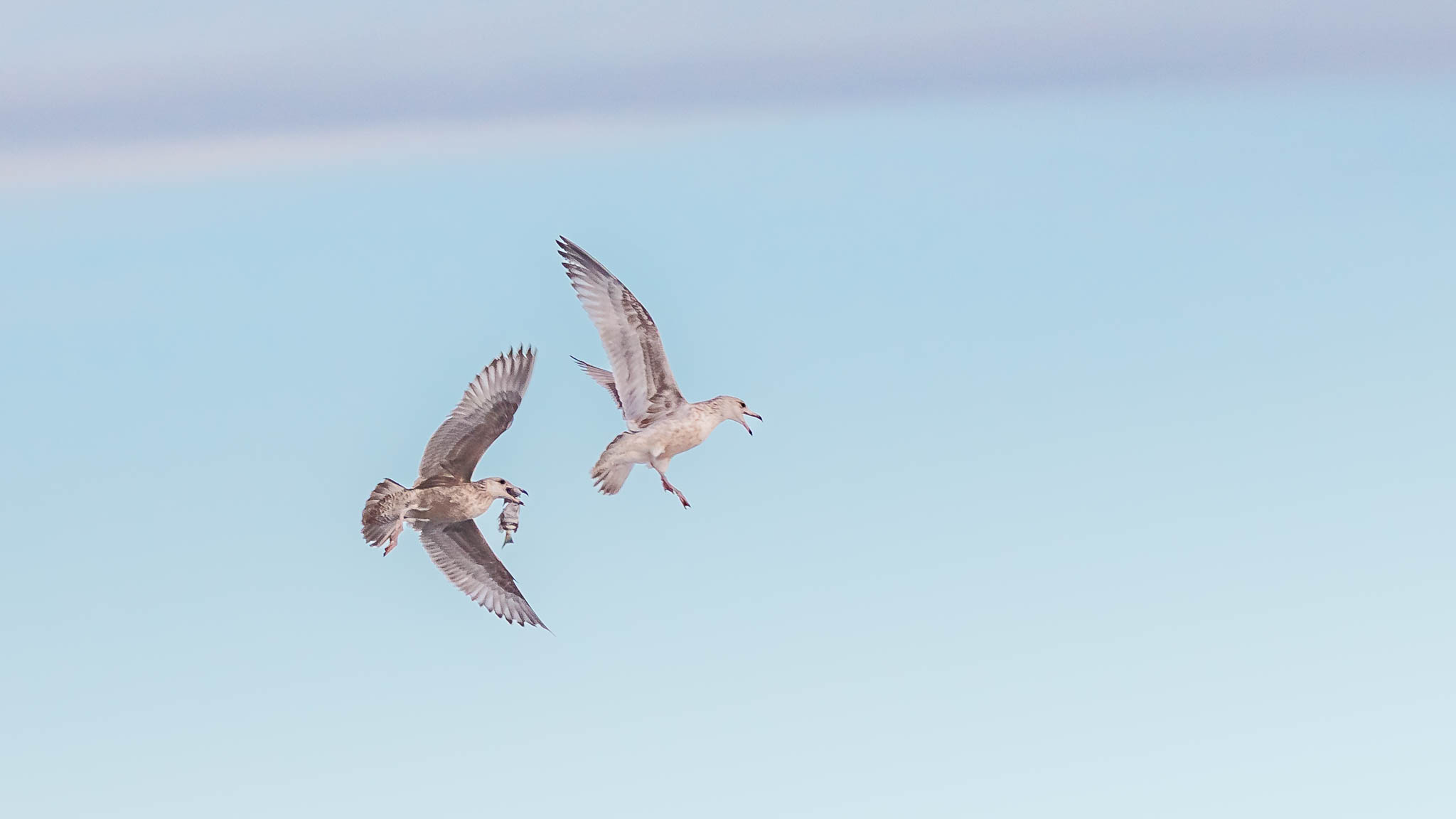 American Herring Gulls - Morning Chase