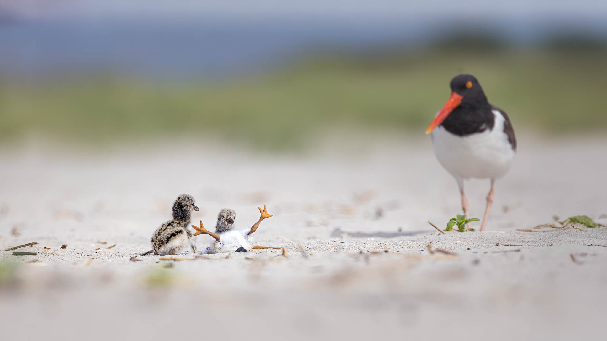 American Oystercatcher - First Day Antics
