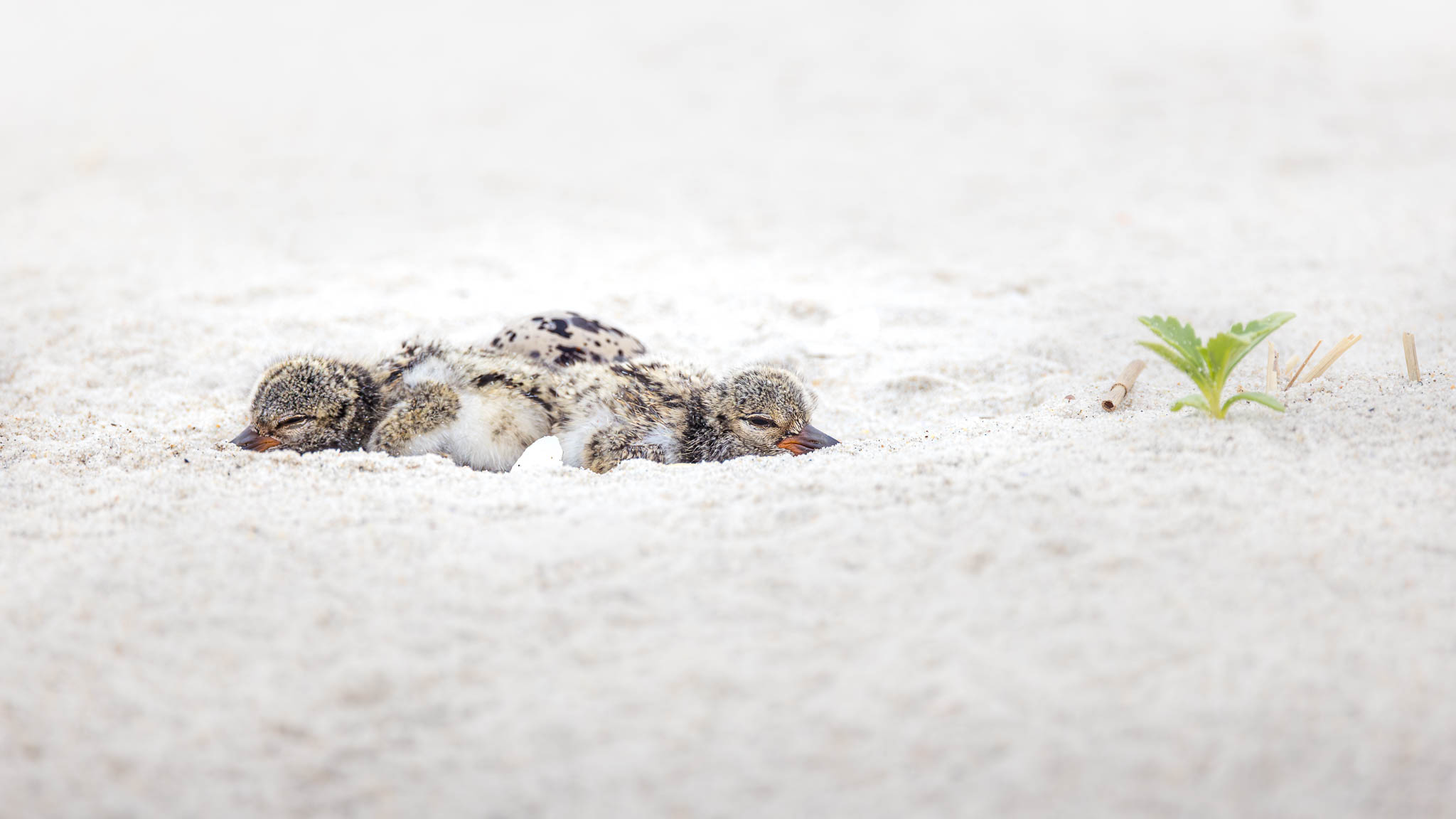 American Oystercatcher - New Life In The Sand