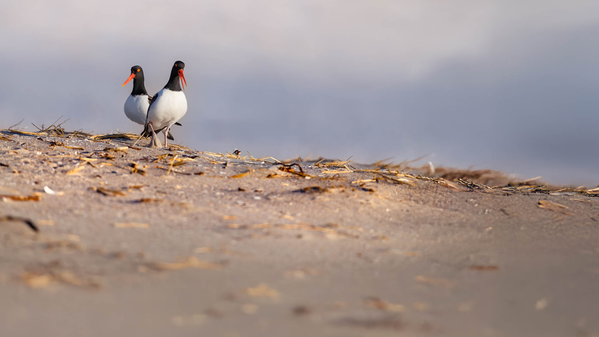 American Oystercatcher - Over The Dune2