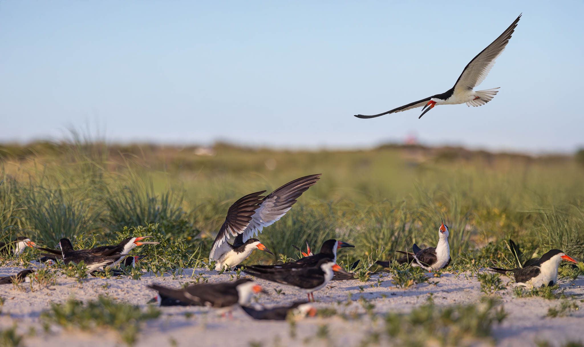 American Oystercatcher - Colony In Motion