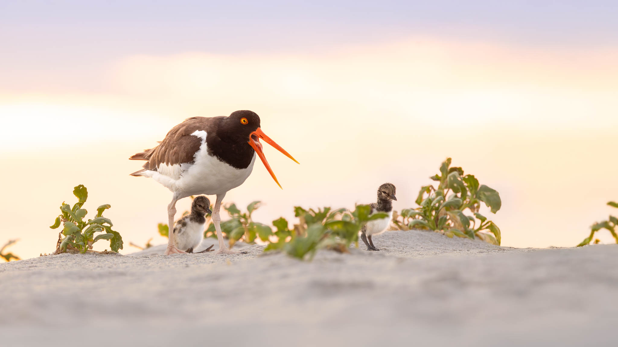 American Oystercatchers - Get Back Here, It's Almost Bedtime