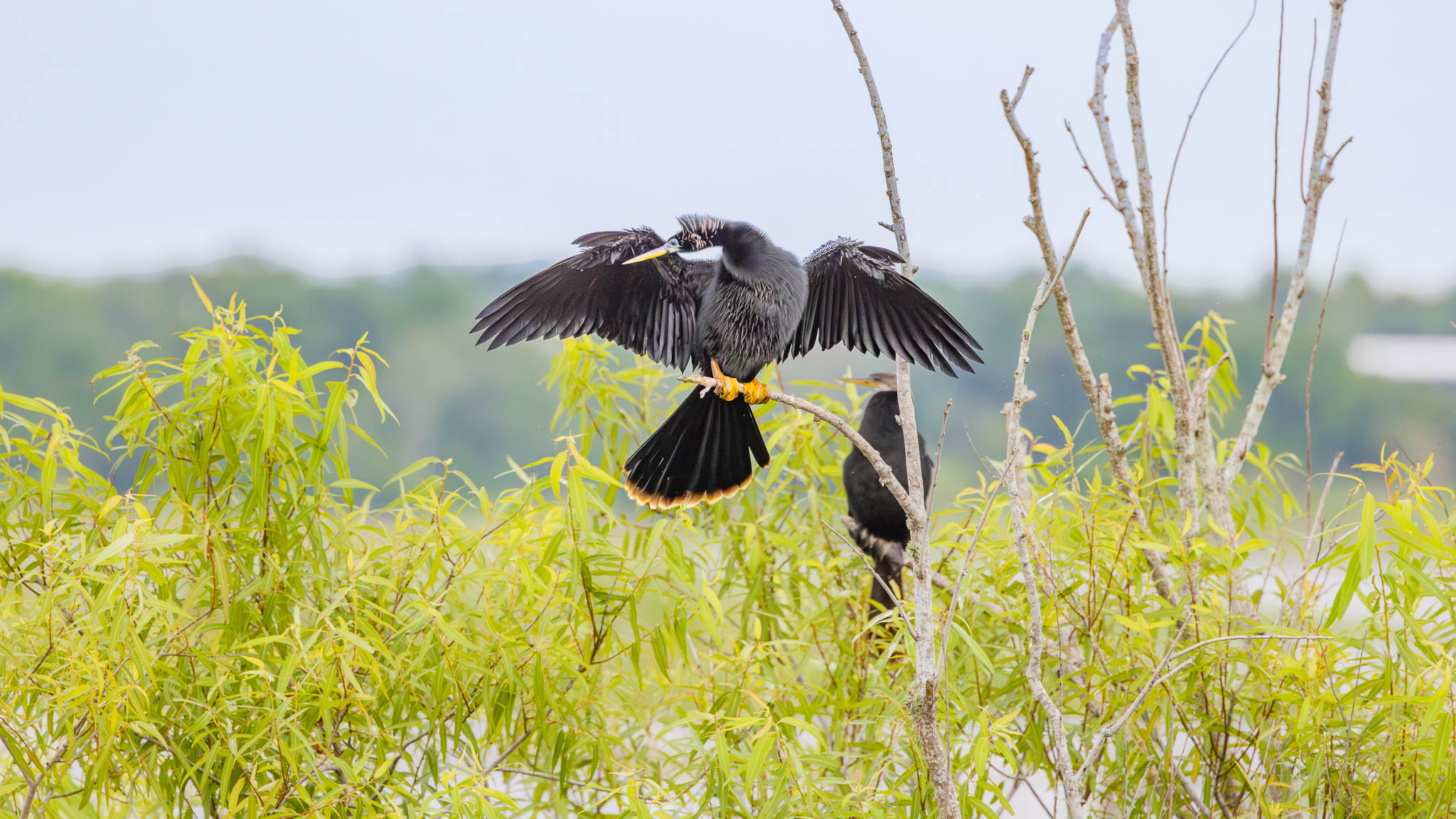 Anhinga - Drying My Wings