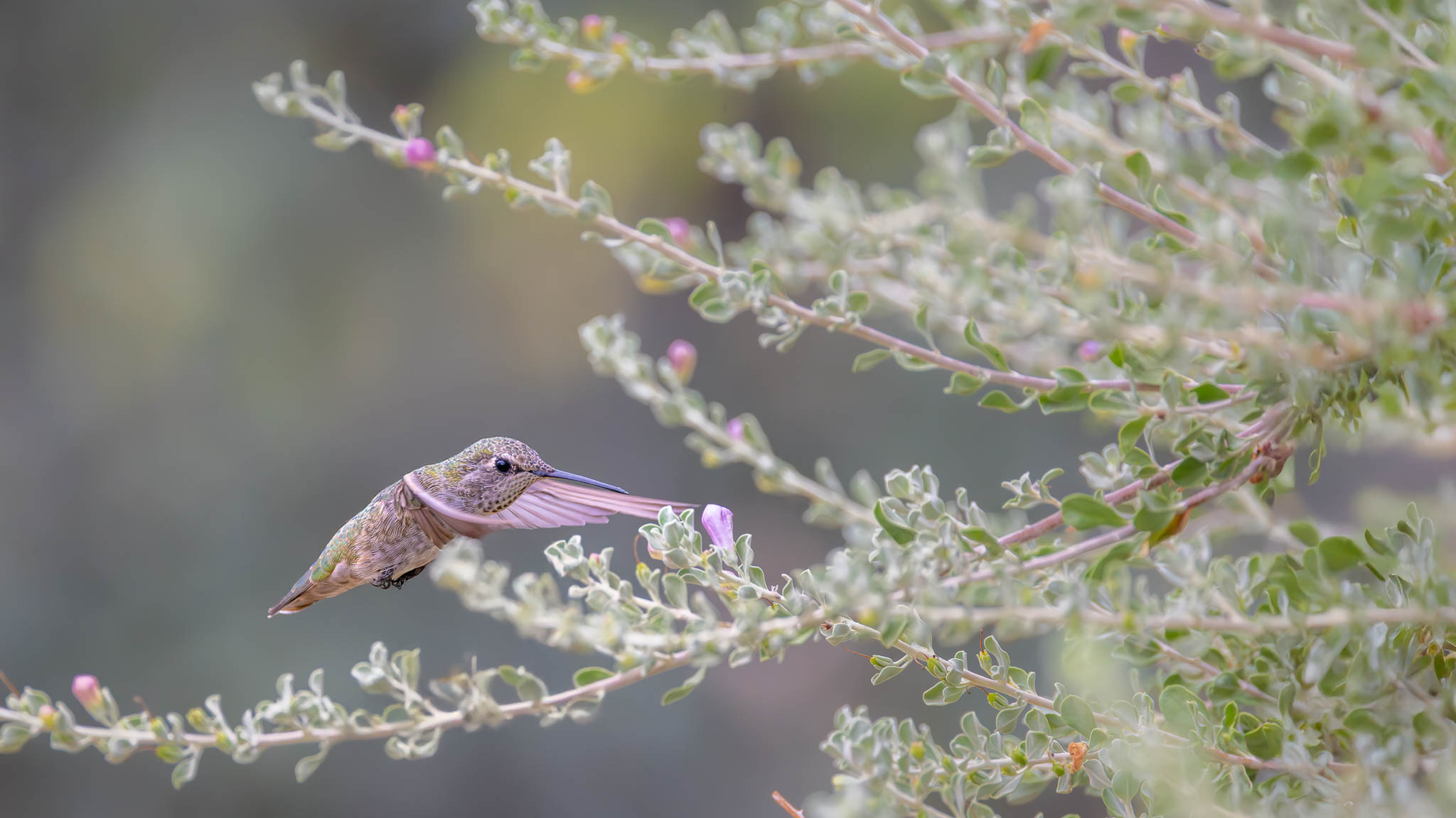 Anna's Hummingbird - Suspended In Bloom