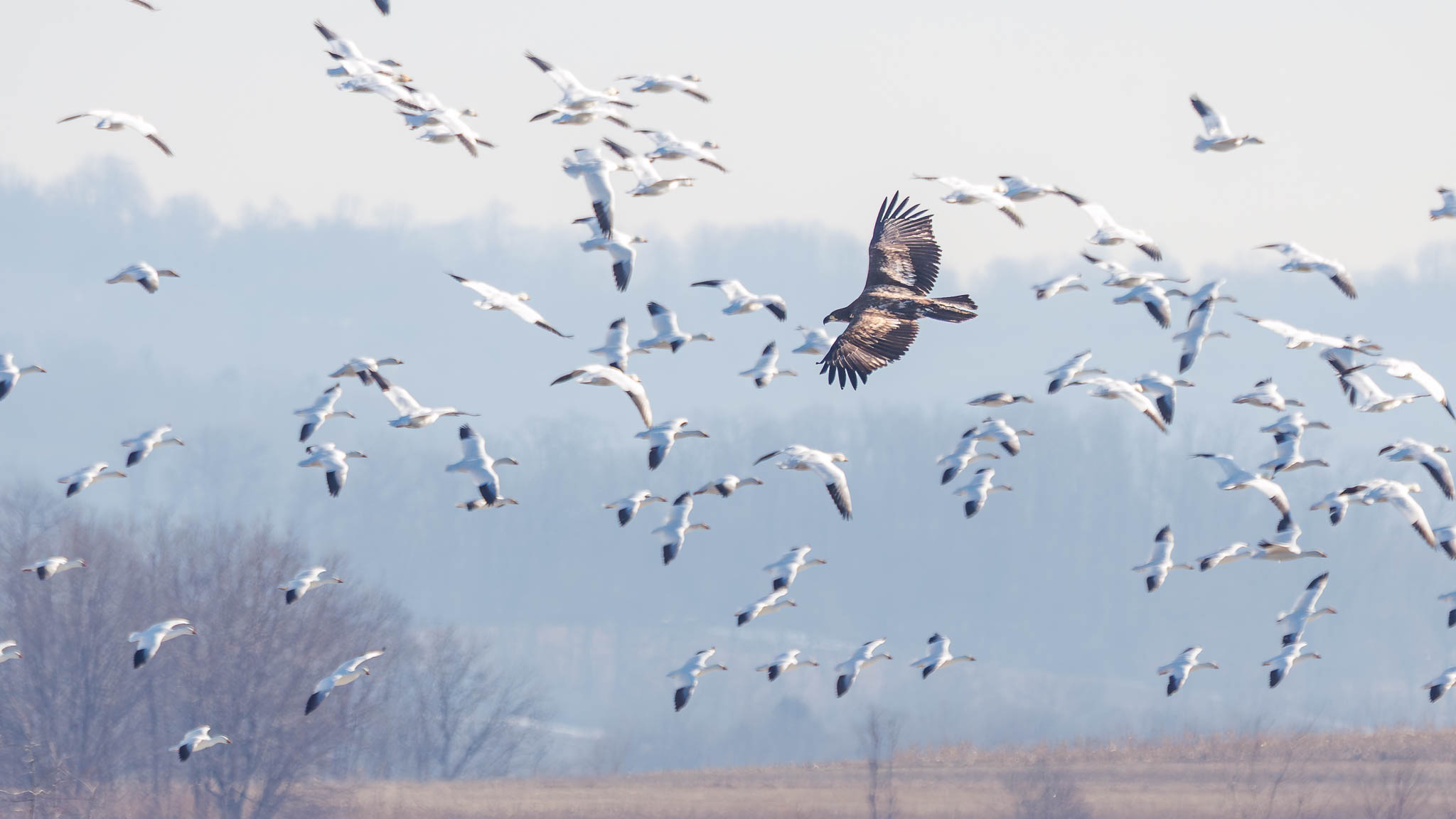 Bald Eagle & Snow Geese - Disturbing The Peace