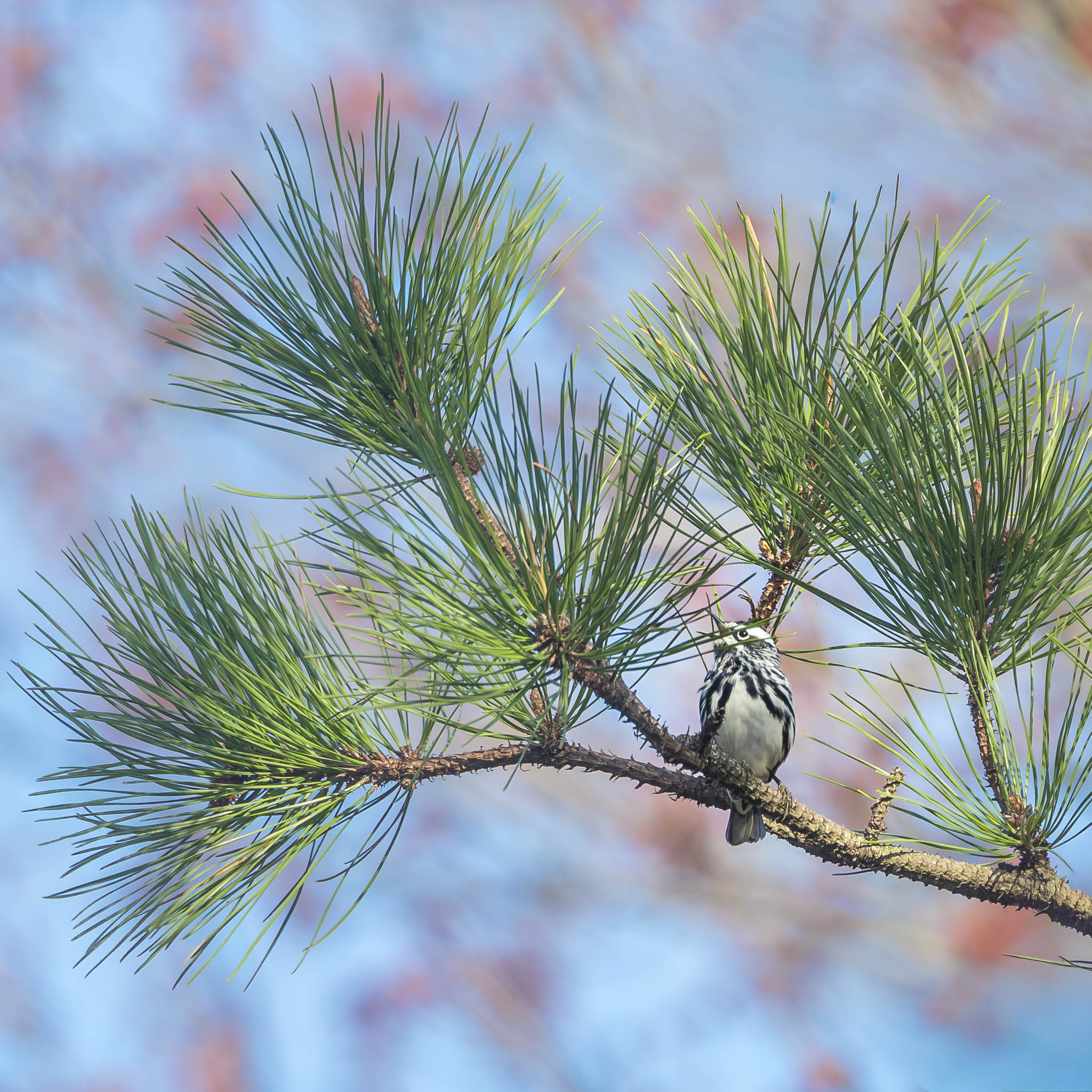 Black-And-White-Warbler - Black And White Singer